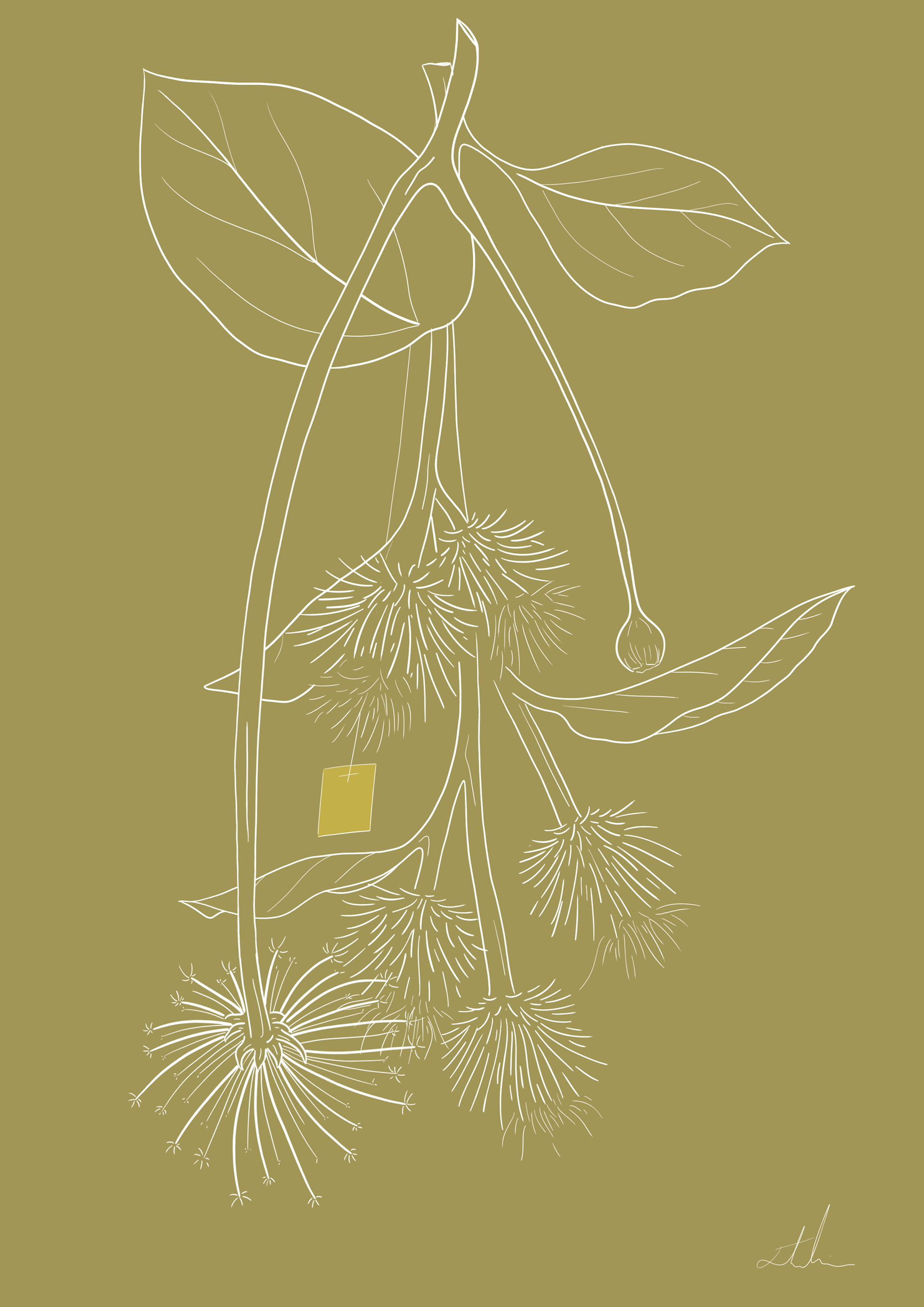 Dandelion and Burdock Tea