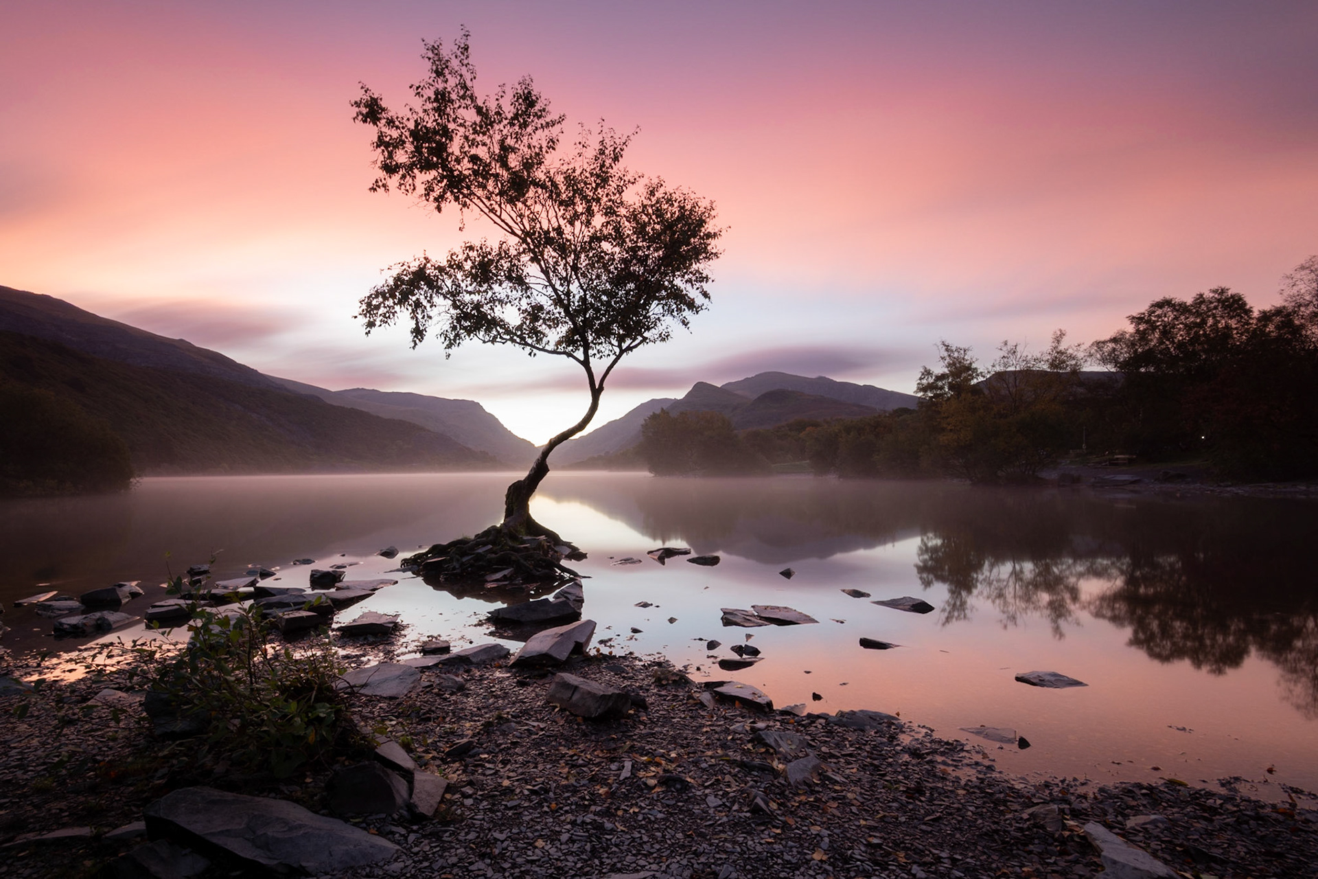 The Lone Tree, Llyn Padarn