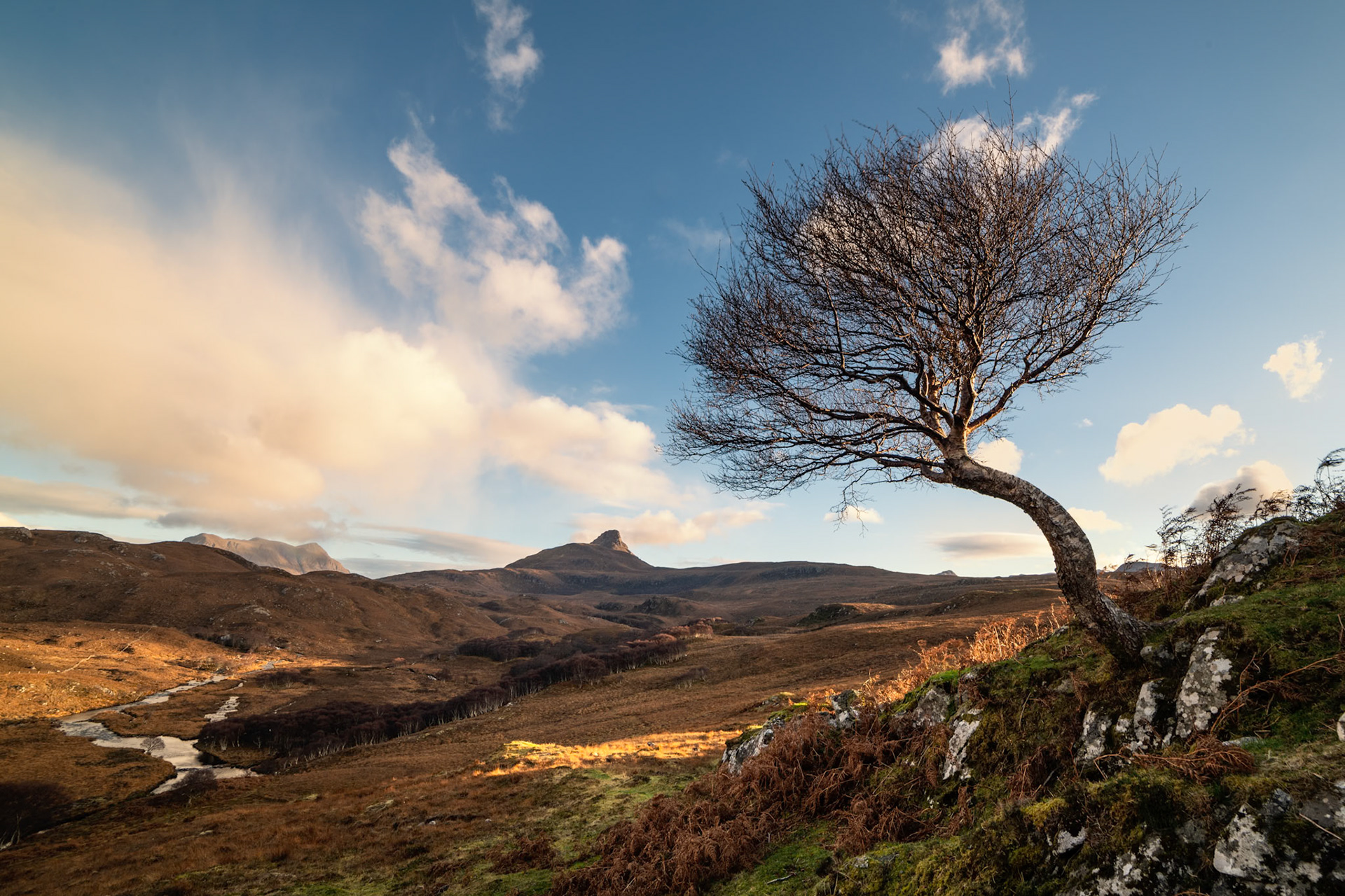 The lone tree and Stac Pollaidh