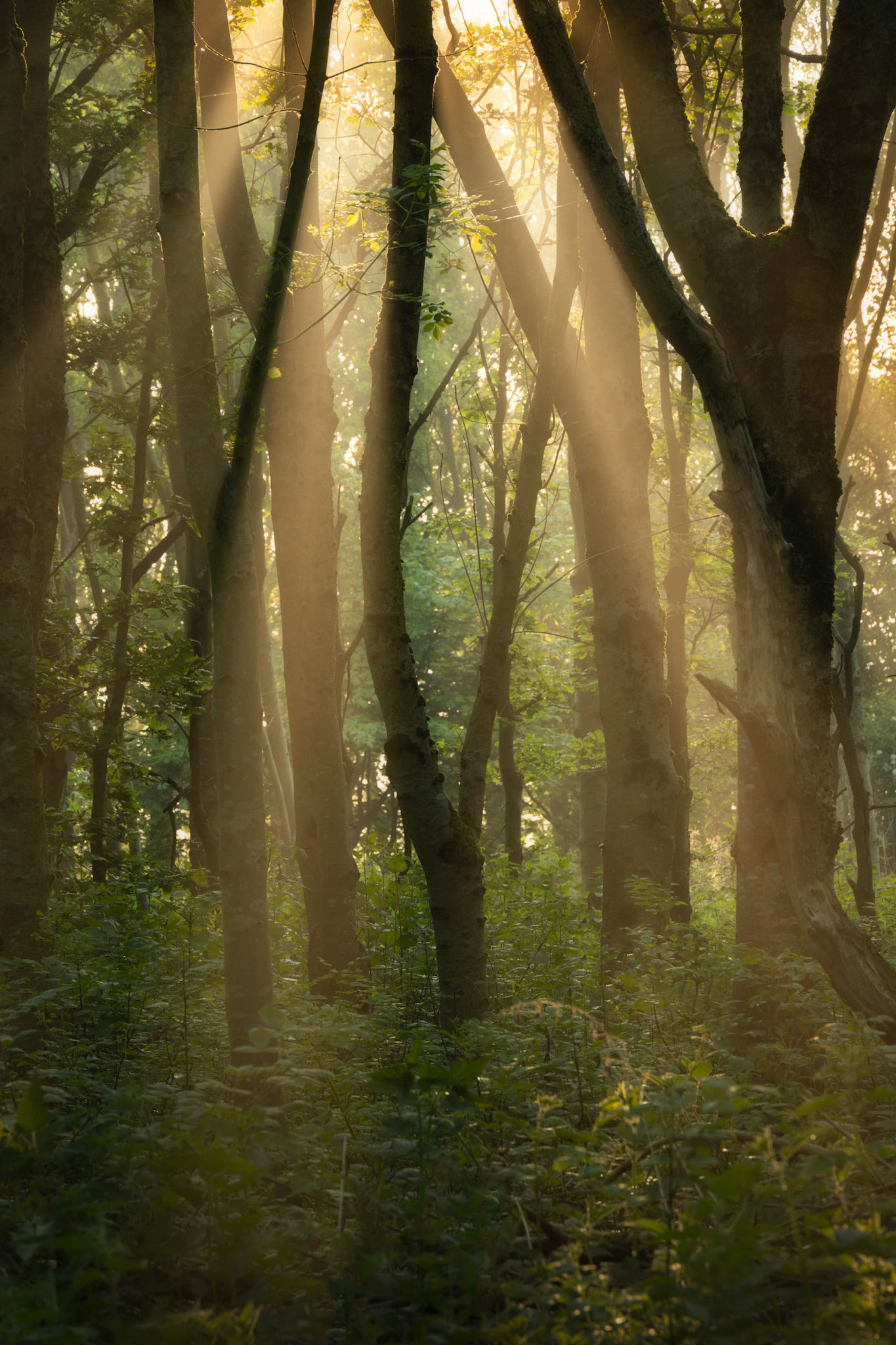 Spud Wood, Lymm