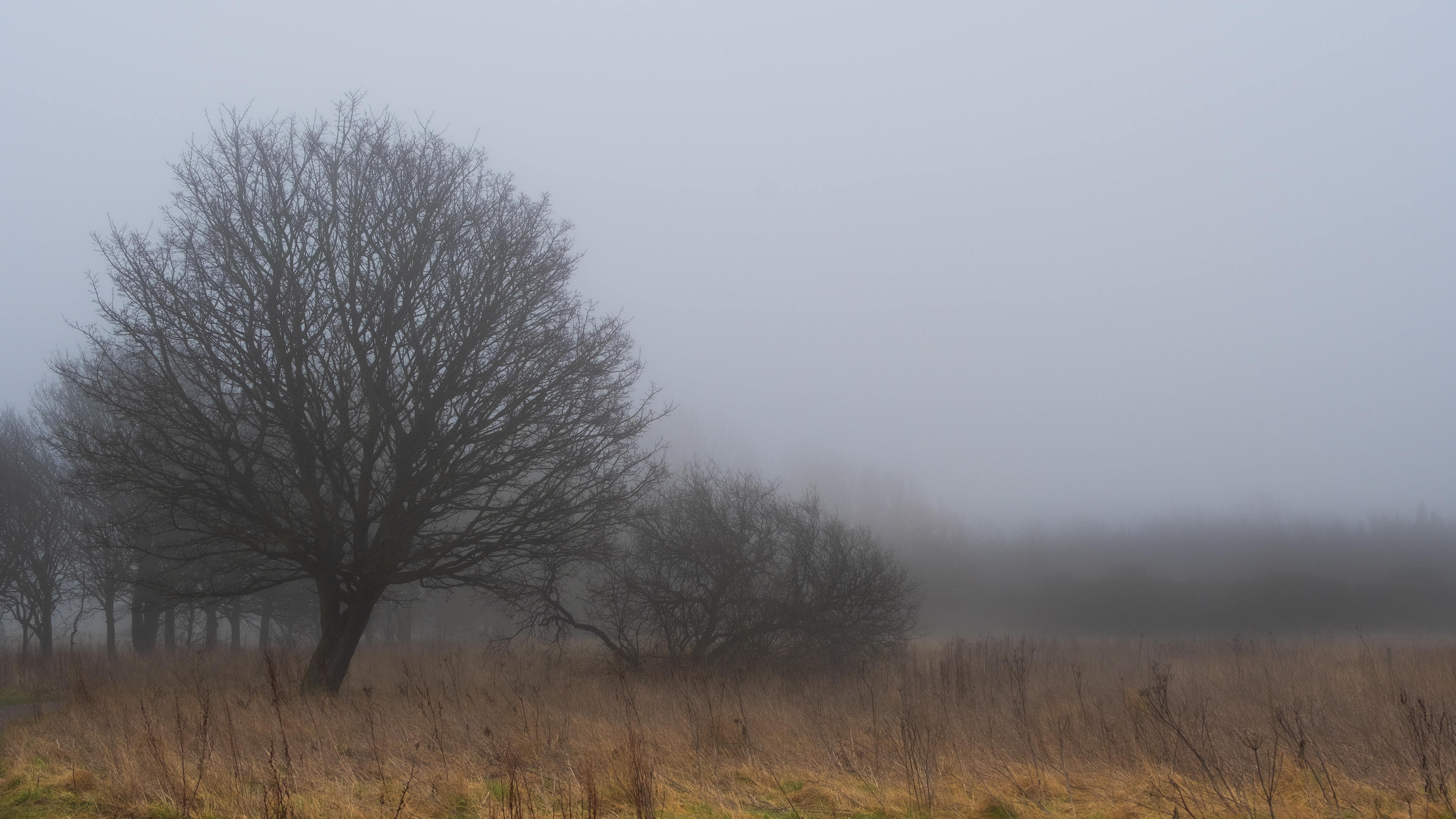 Foggy field.