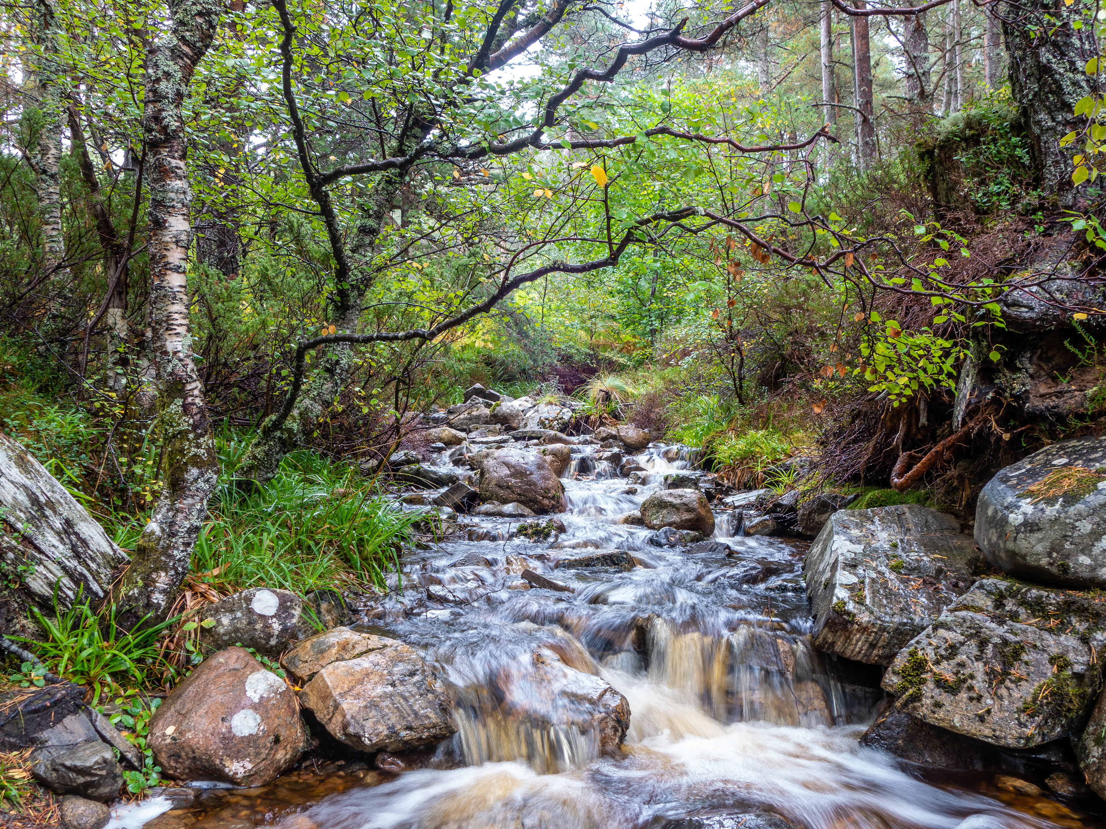 A flowing river in the woods