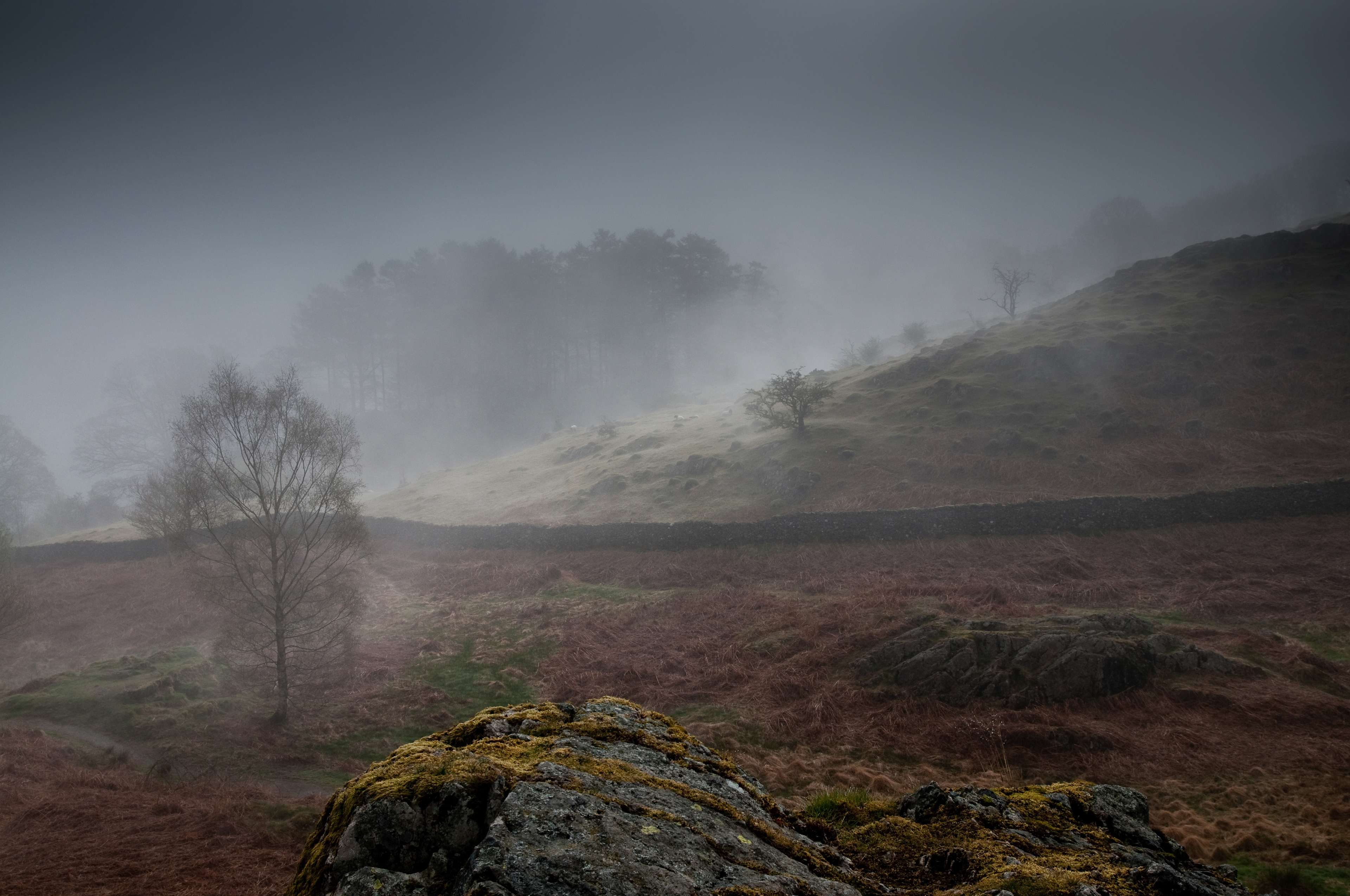 Foggy Lake District Woodland