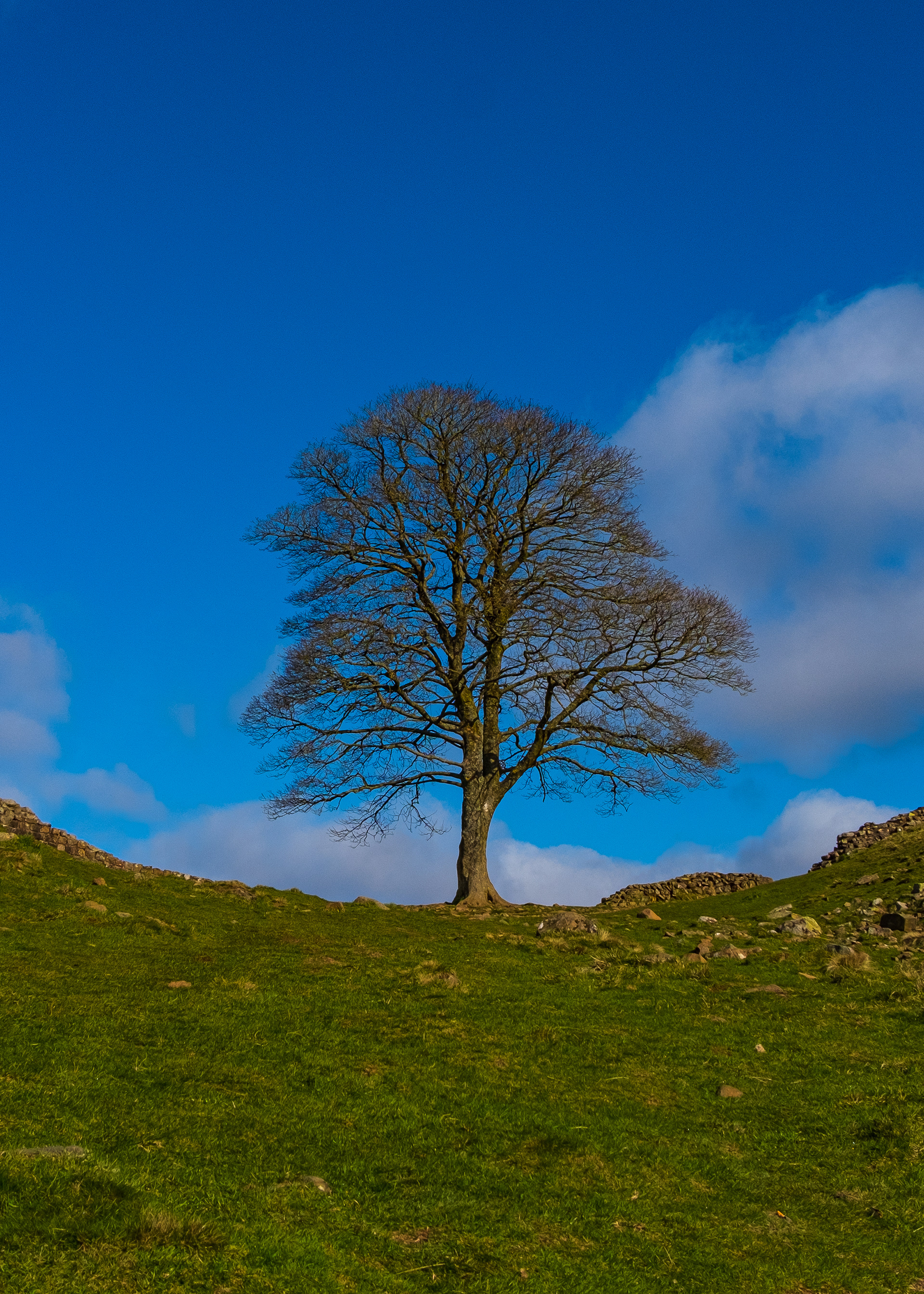 Sycamore Gap