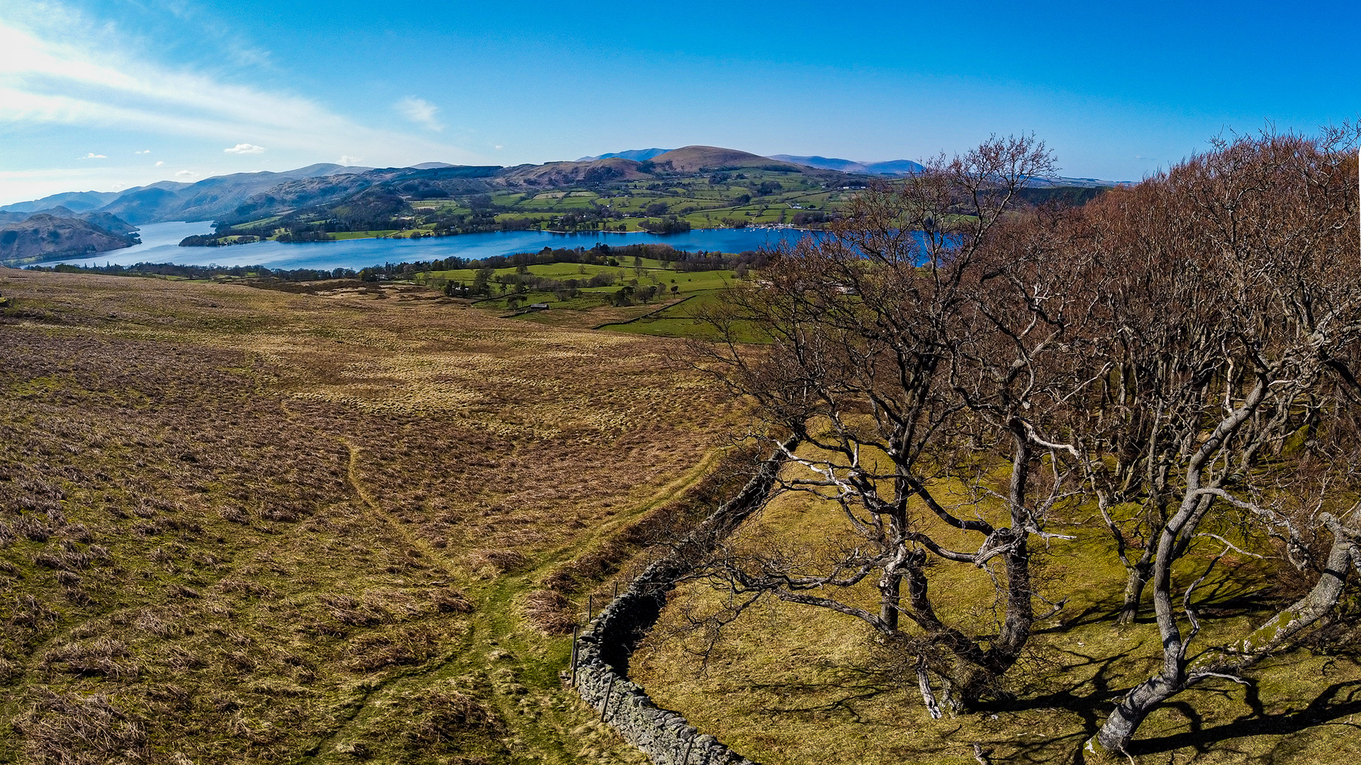 Trees with Ullswater in the background