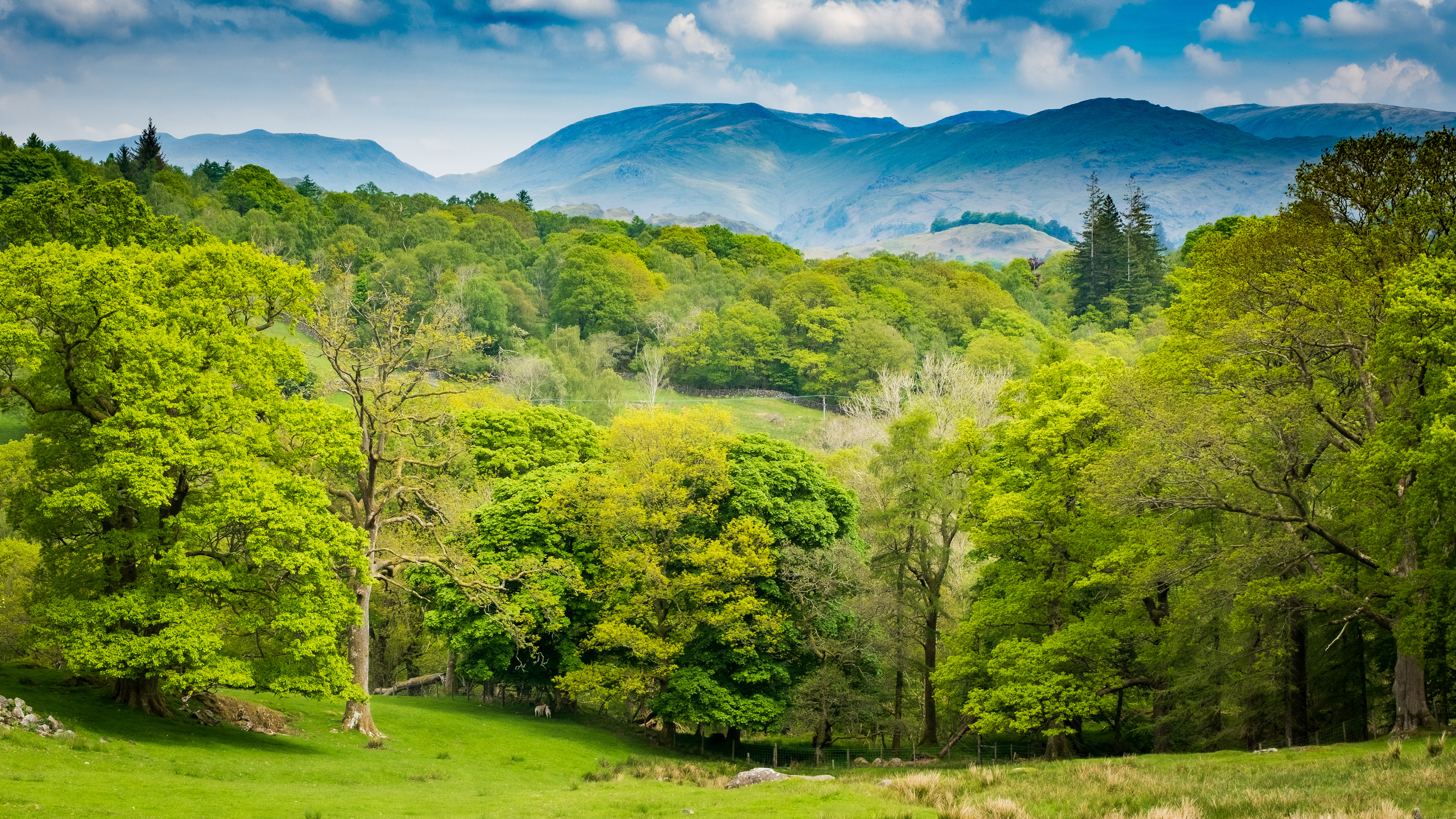 Forest and mountains, Lake District