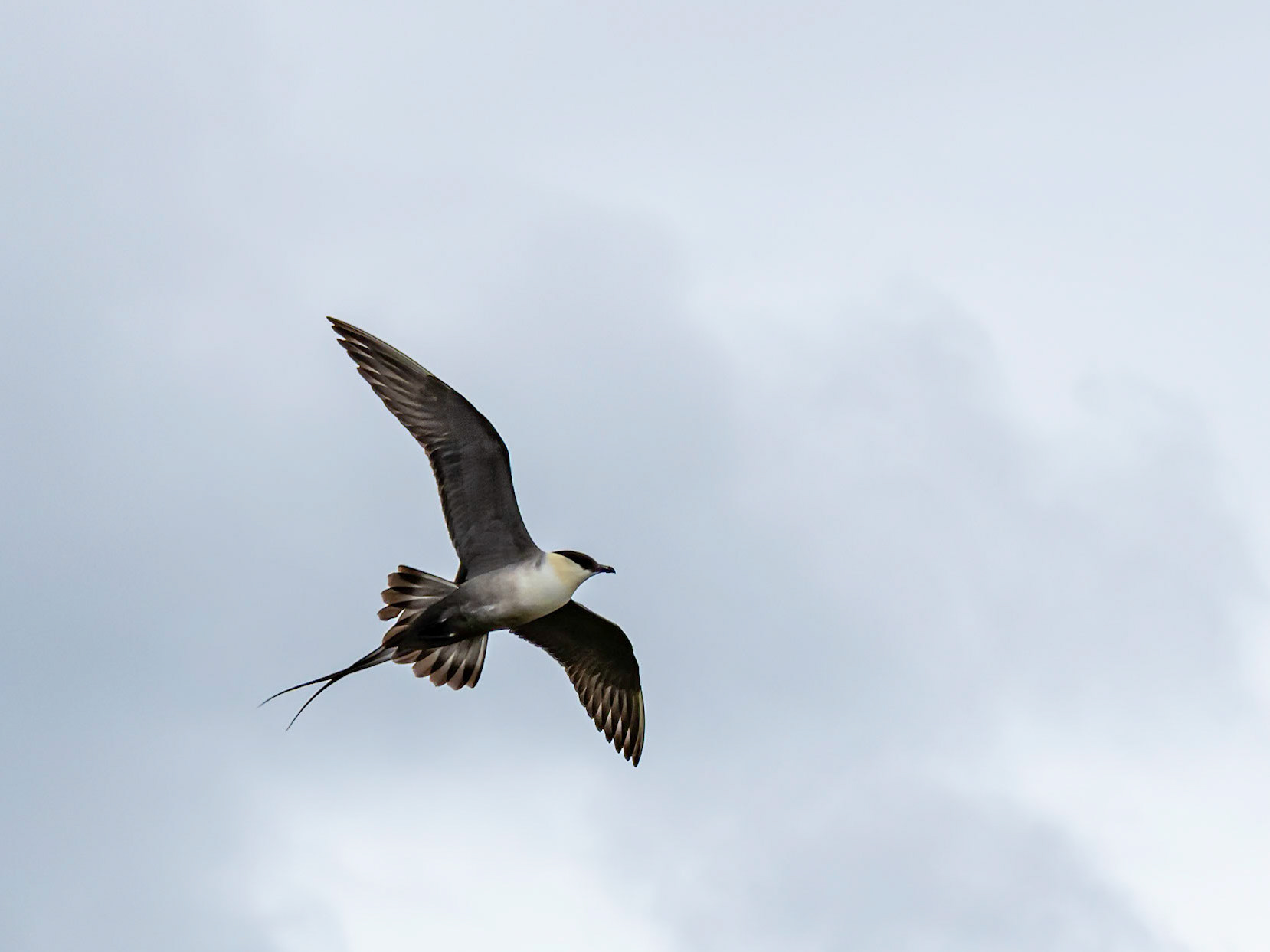 Fjelljo i Láhko nasjonalpark