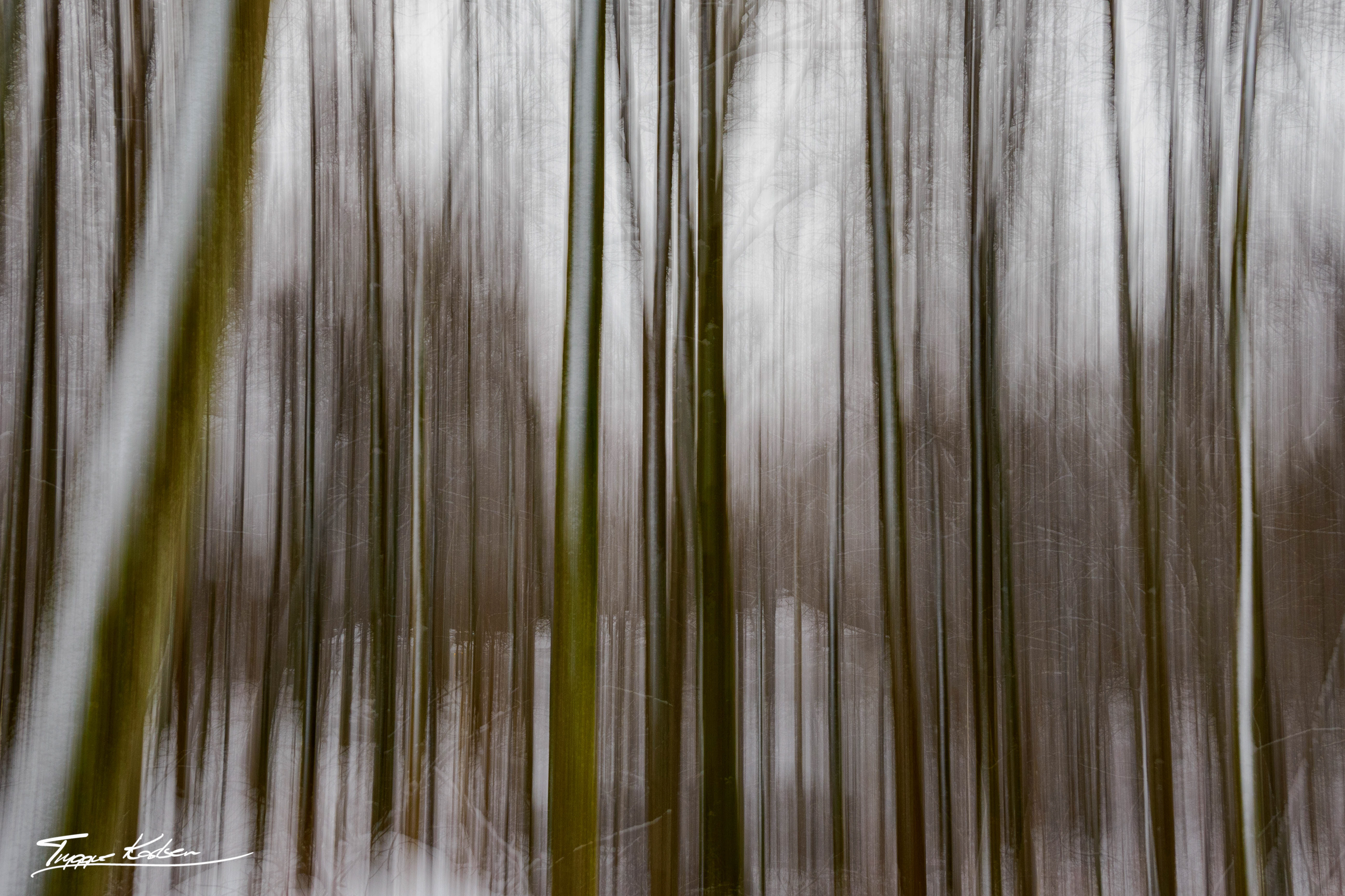 Bøkeskogen