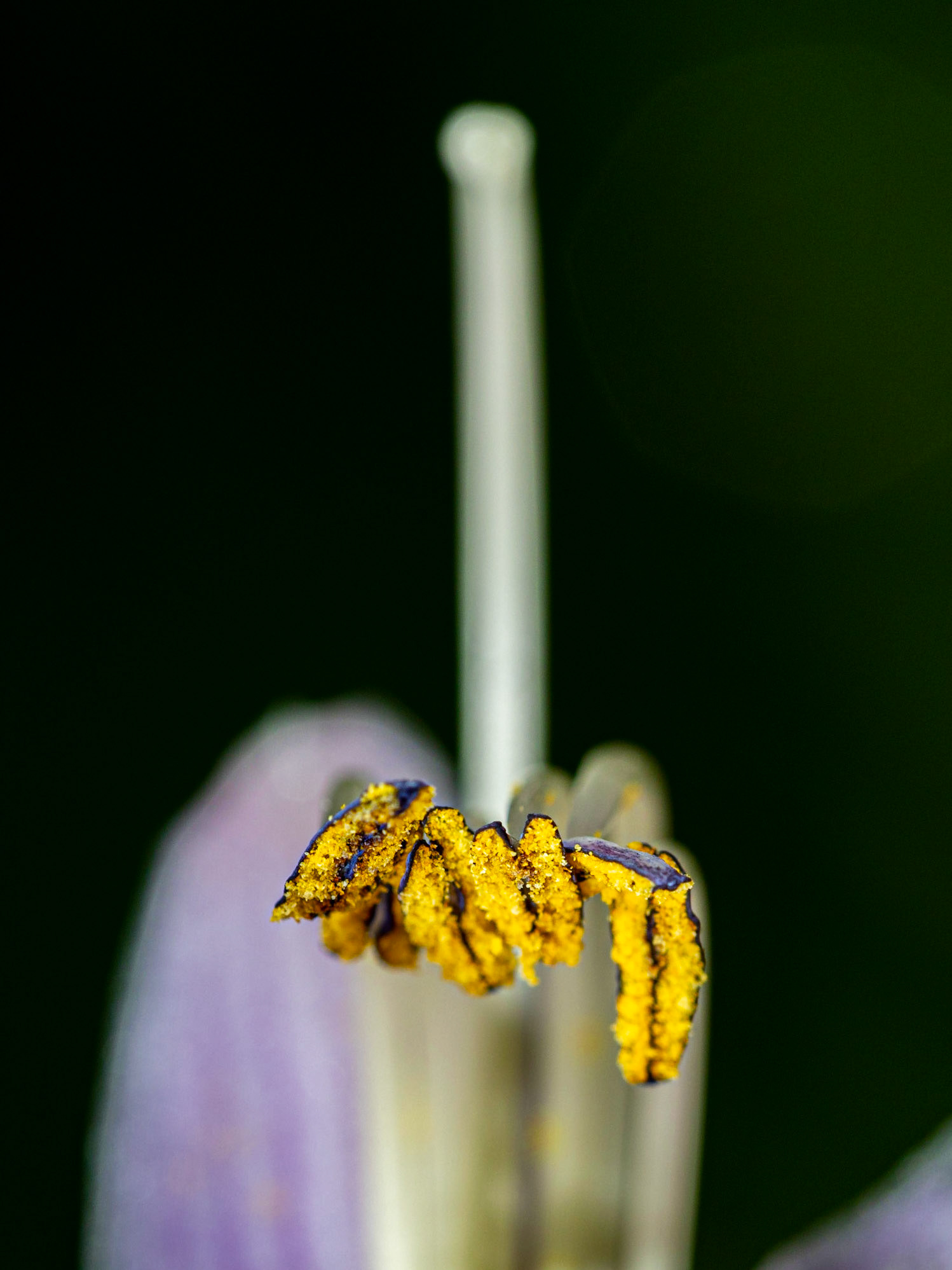Blomsterdetaljer. Flower details.