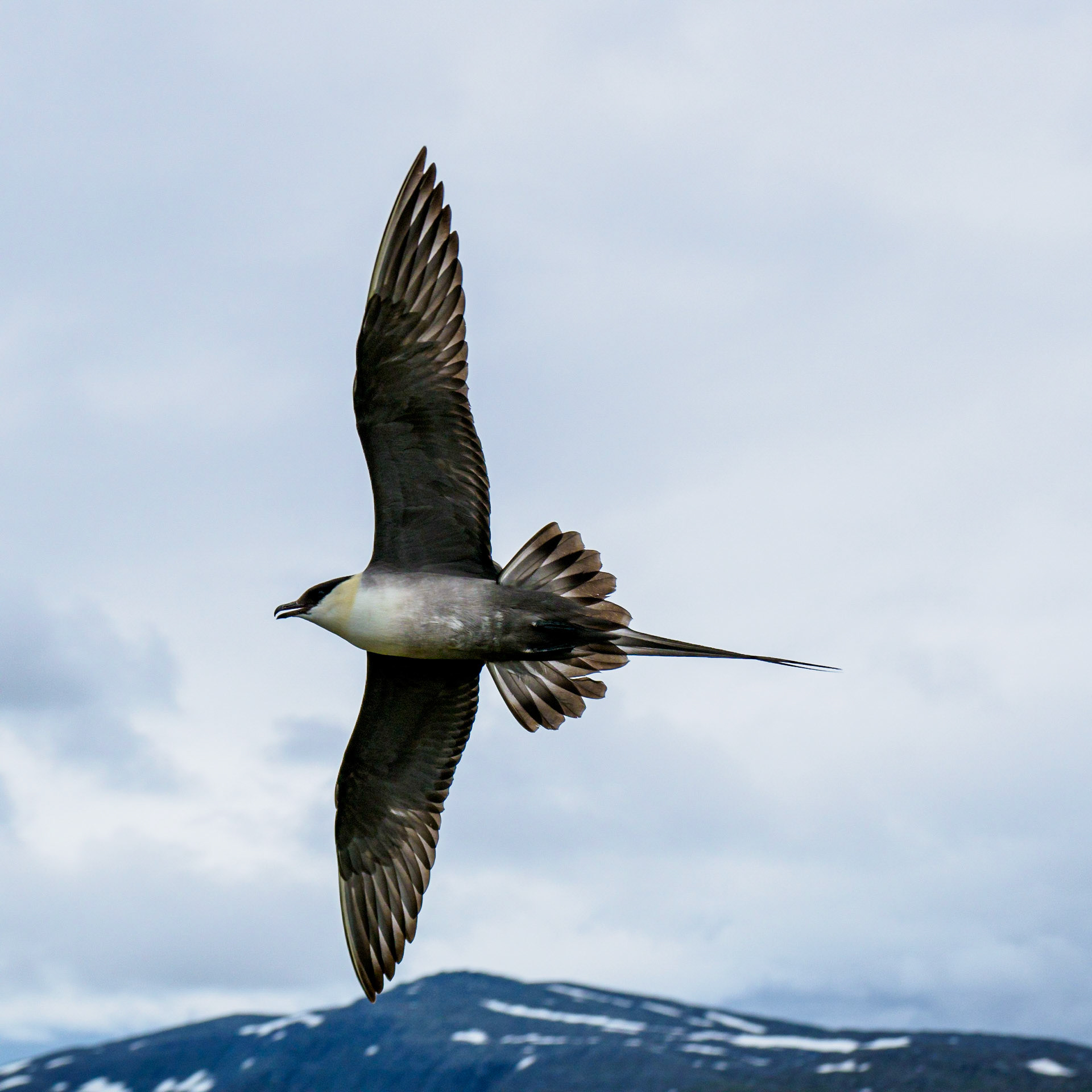 Fjelljo i Láhko nasjonalpark