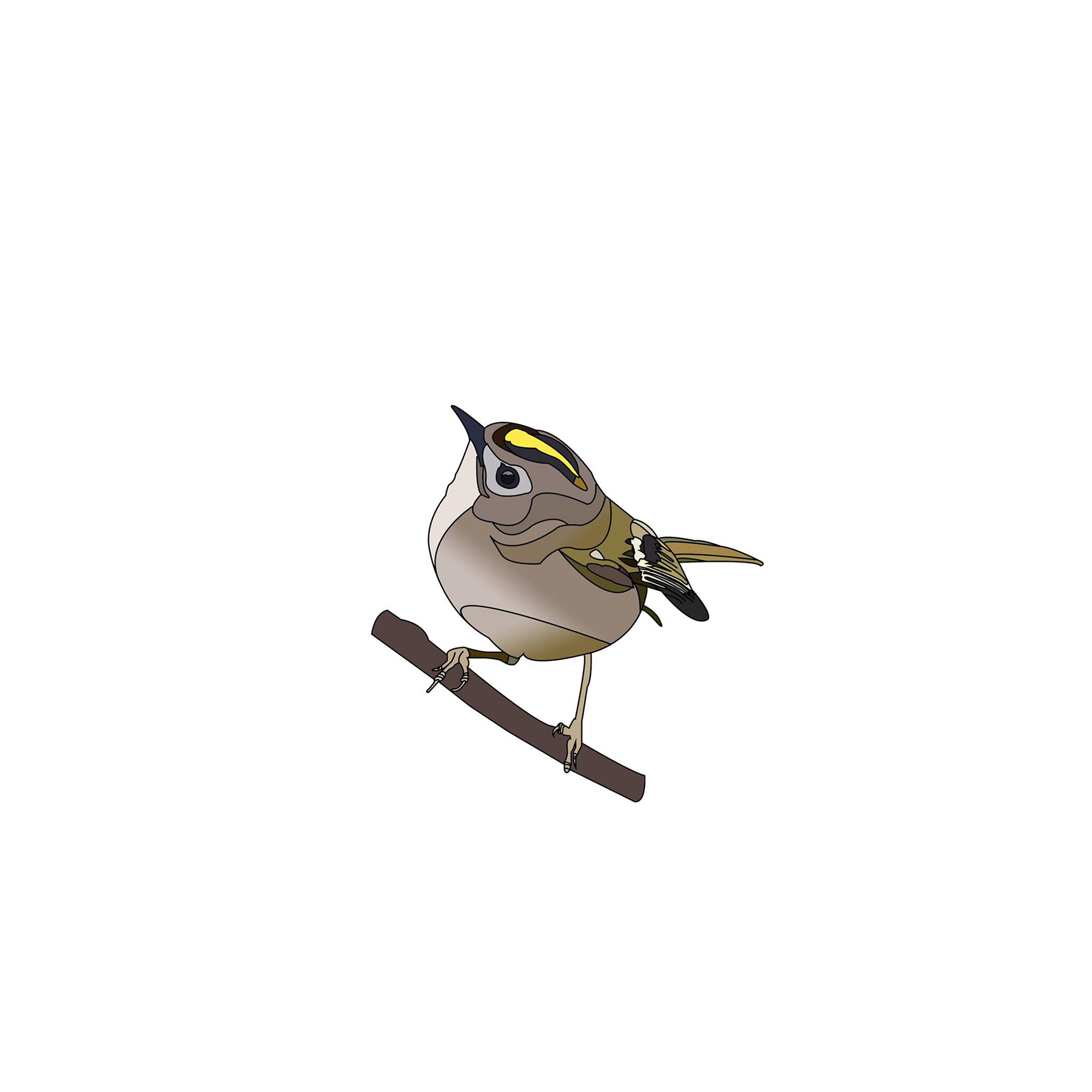 Goldcrest