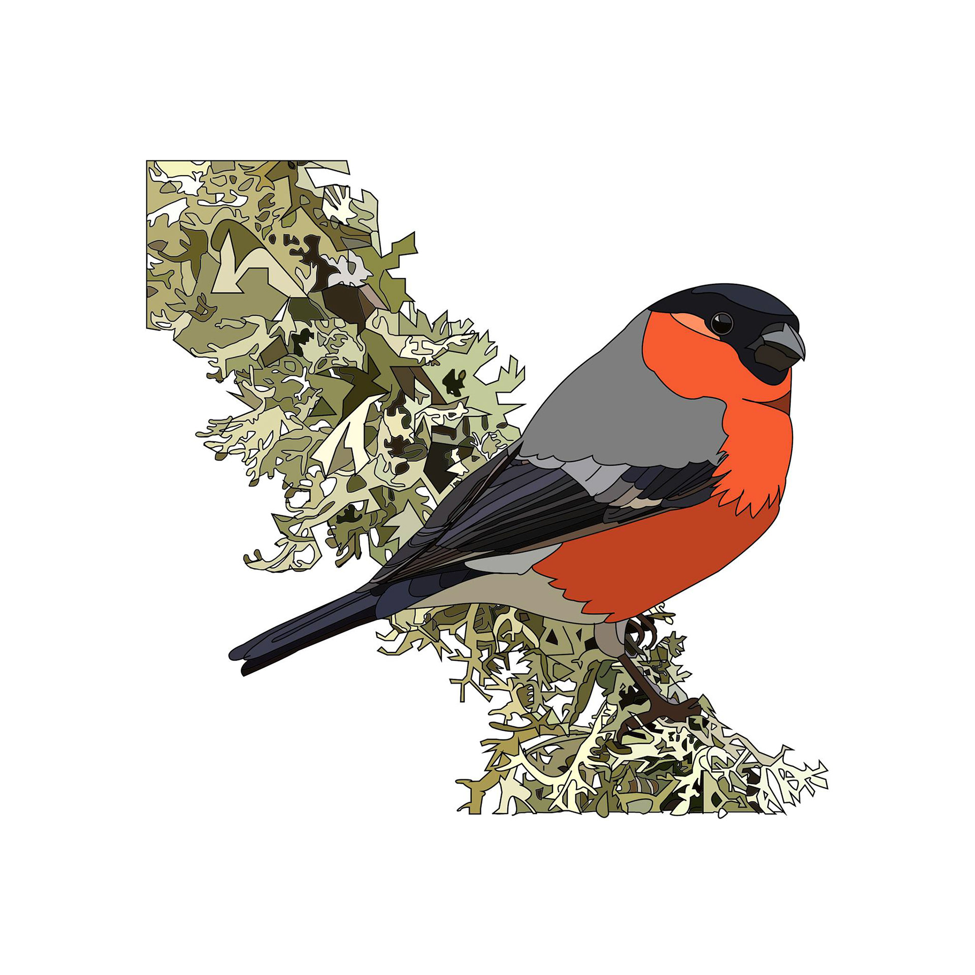 Bullfinch