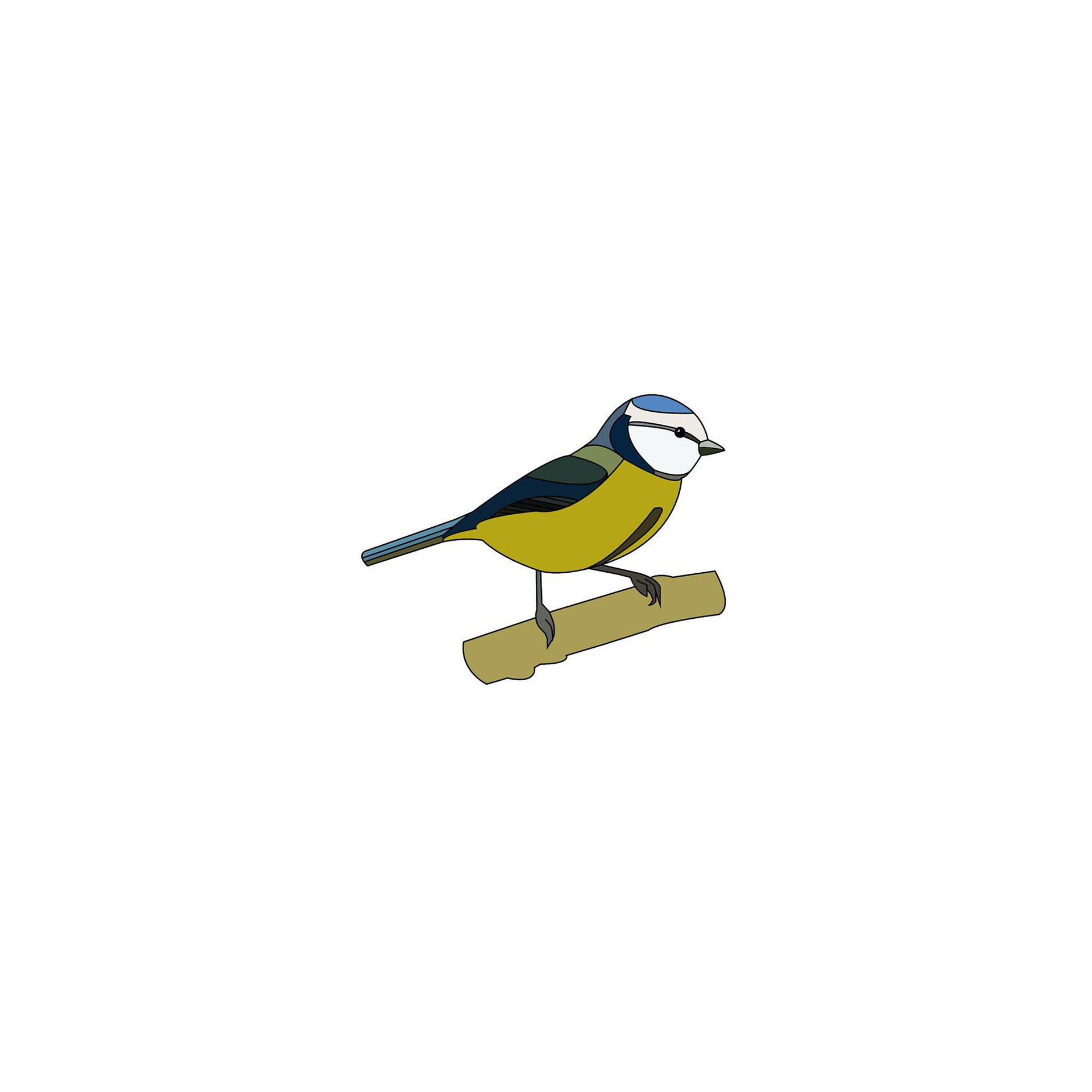 Blue Tit