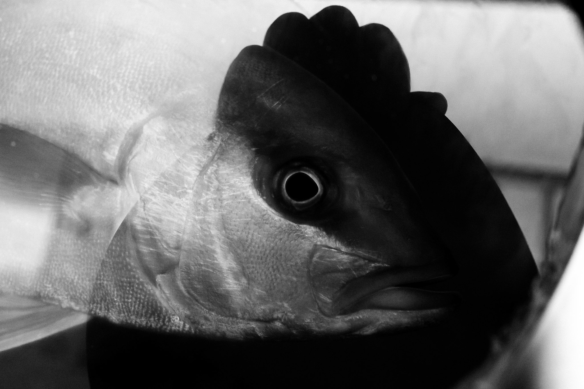 Photo by: Martin Miklas  -  www.miklasmartin.com