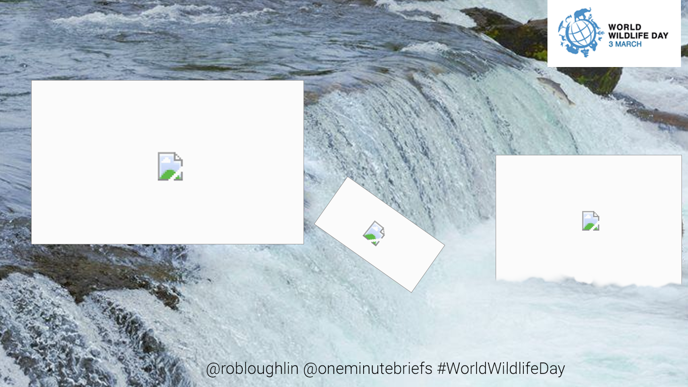 #WORLDWILDLIFEDAY