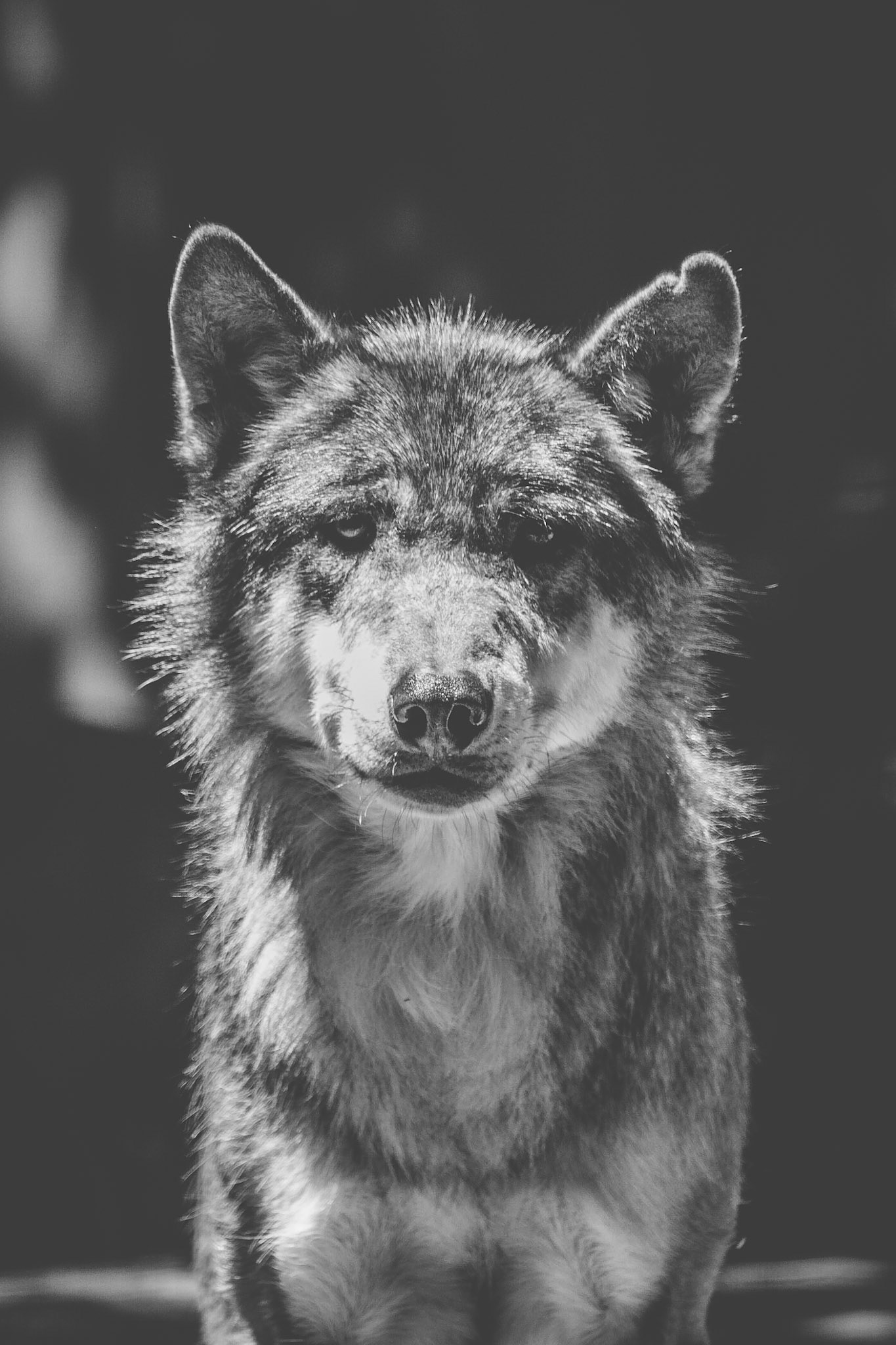 #wolf #wildlife #wildlifephotography #animalphoto #animalgram #portraits #blackandwhite #blackandwhitephoto #canonphotographer #canon #moody #tamron #tamron70300 #czechphotographer #fotokristek
