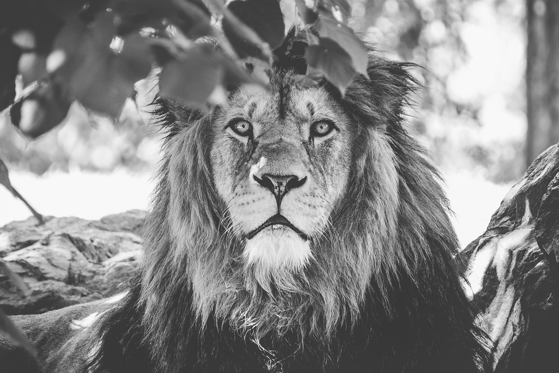 #lion #animalportrait #wildlife #wildlifephotography #animalphoto #animalgram #portraits #blackandwhite #blackandwhitephoto #canonphotographer #canon #moody #tamron #tamron70300 #czechphotographer #fotokristek