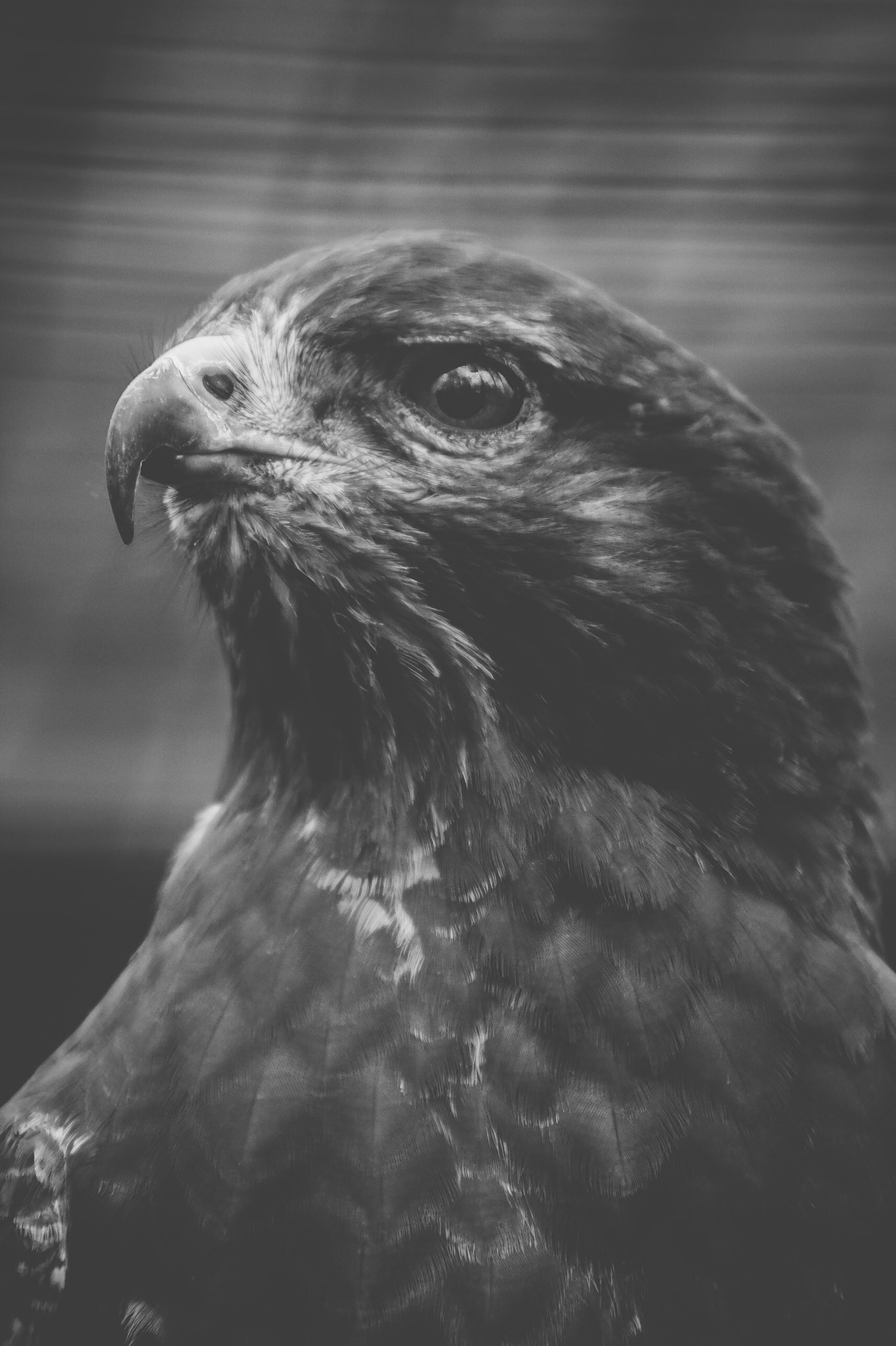 #buzzard #wildlife #animal_captures #wildlifephotography #animalphoto #animalgram #bird #portraits #blackandwhite #blackandwhitephoto #canonphotographer #canon #moody #czechphotographer #fotokristek