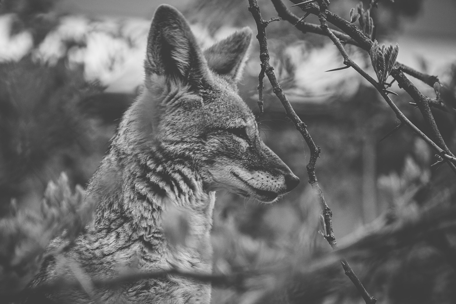 #jackal #moody #animalportrait #love_bnw #blackandwhite_perfection #animal_fanatics #animal_captures #wildlife #wildlifephotography #animalphoto #animalgram #portraits #canonphotographer #canon #tamron #tamron70300 #czechphotographer #fotokristek