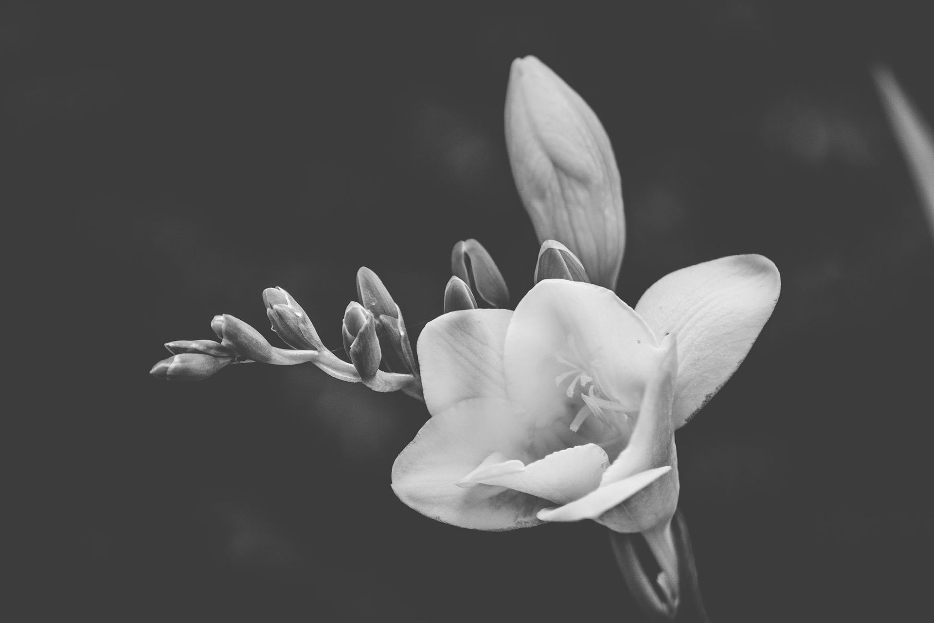 #closeup #flowers #nature #tamron #blackandwhite #blackandwhitephoto #canonphotographer #canon #moody #czechphotographer #fotokristek