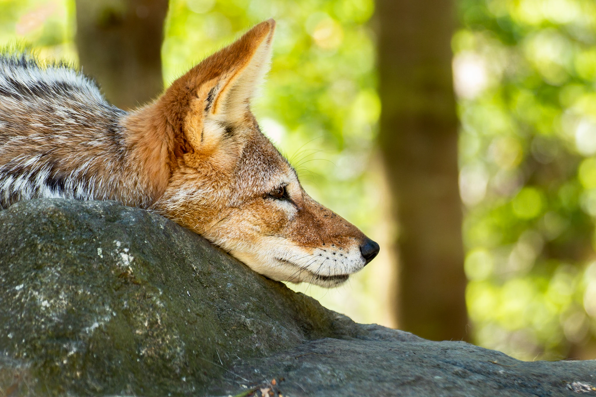 #jackal #animalportrait #wildlife #wildlifephotography #animalphoto #animalgram #portraits  #canonphotographer #canon #moody #tamron #tamron70300 #czechphotographer #fotokristek