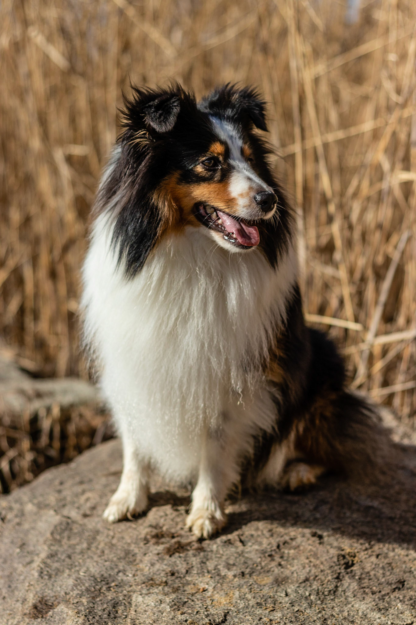 #animal_captures #animal_fanatics #animalphotography #dogphotography #dogo #dogphotographer #shelty   #canonphotographer #canon #niftyfifty #canon50mm18 #canon50mm #czechphotographer  #fotokristek