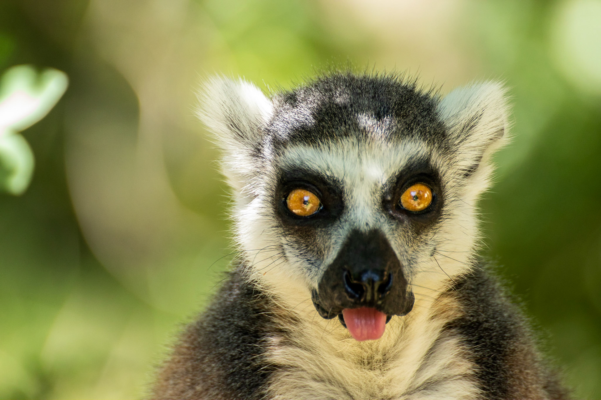 #lemur #animalportrait #wildlife #wildlifephotography #animalphoto #animalgram #portraits  #canonphotographer #canon #tamron #tamron70300 #czechphotographer #fotokristek