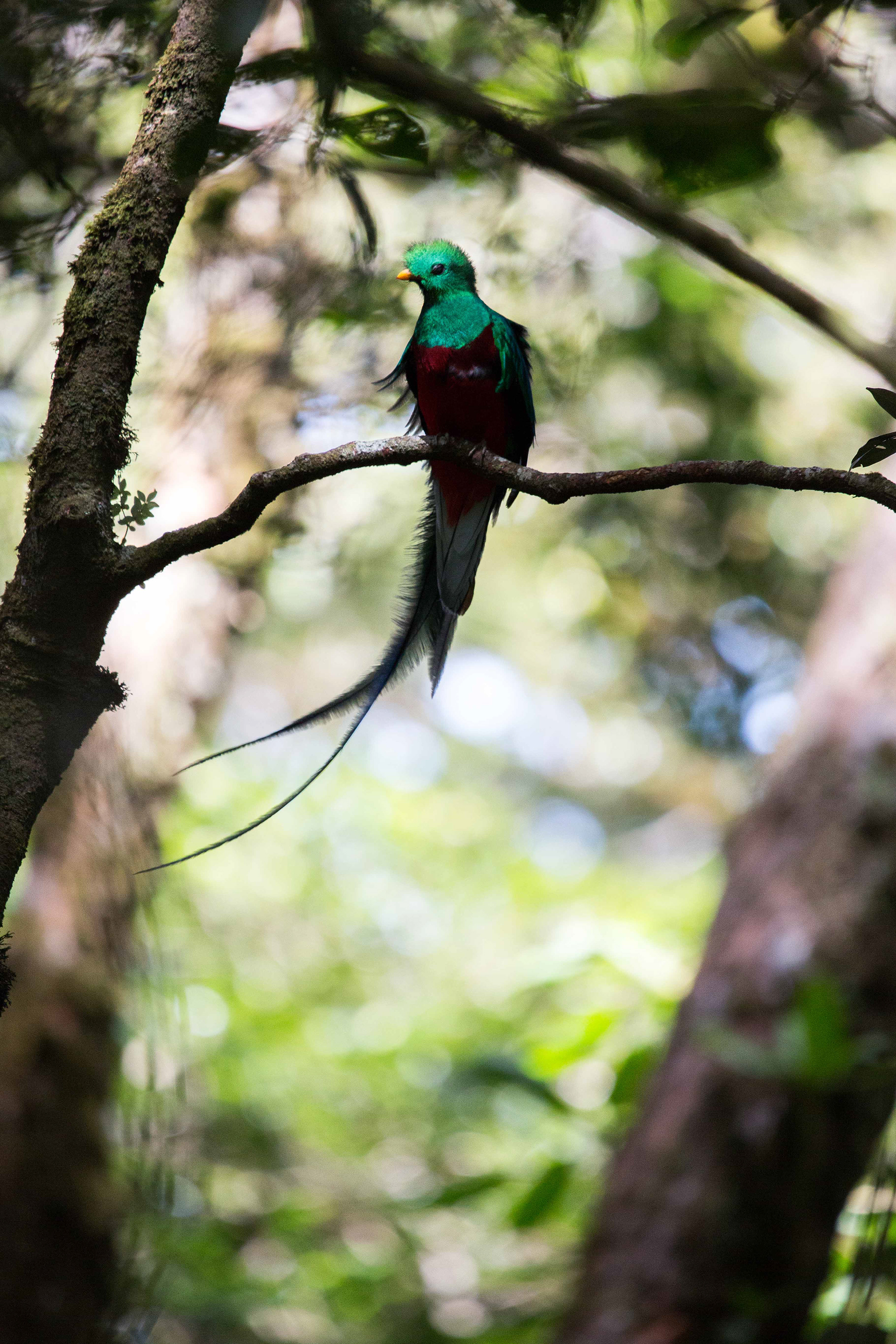 Quetzal resplendissant-Costa Rica 2019