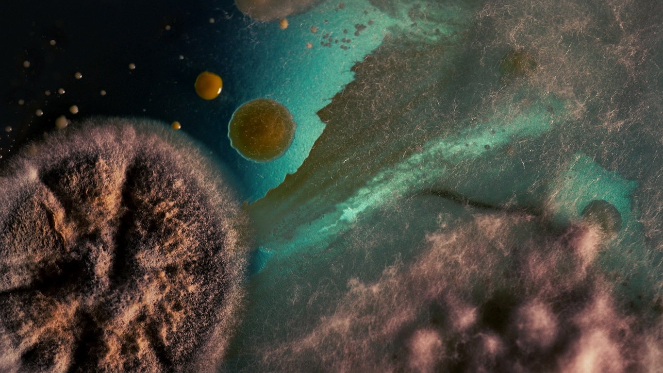 Still do vídeo “From the Stars We Came, To the Stars We Shall Return”, Bruna Mayer, 2021 — colônias de fungos e bactérias, formas cósmicas, matéria orgânica em decomposição Still from the video “From the Stars We Came, To the Stars We Shall Return”, Bruna Mayer, 2021 — fungal and bacterial colonies, cosmic formations, decomposing organic matter