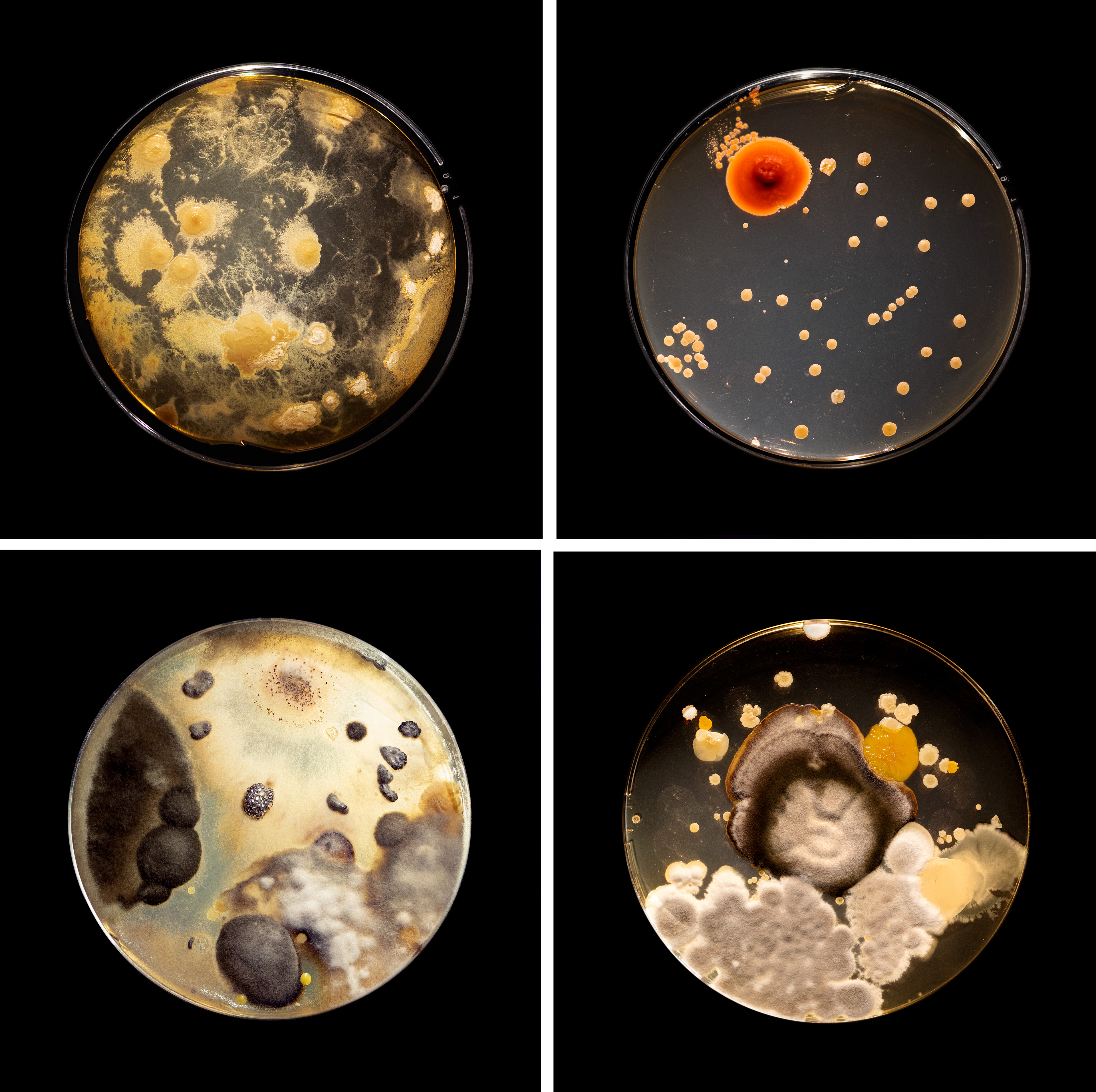 Bruna Mayer, Senses, arte contemporânea, artista, artist, visual artist, artista visual, fine art, artista plástica, kunst, arte, art, bacteria, fungi, micro-organismos, bio-art, Kunst