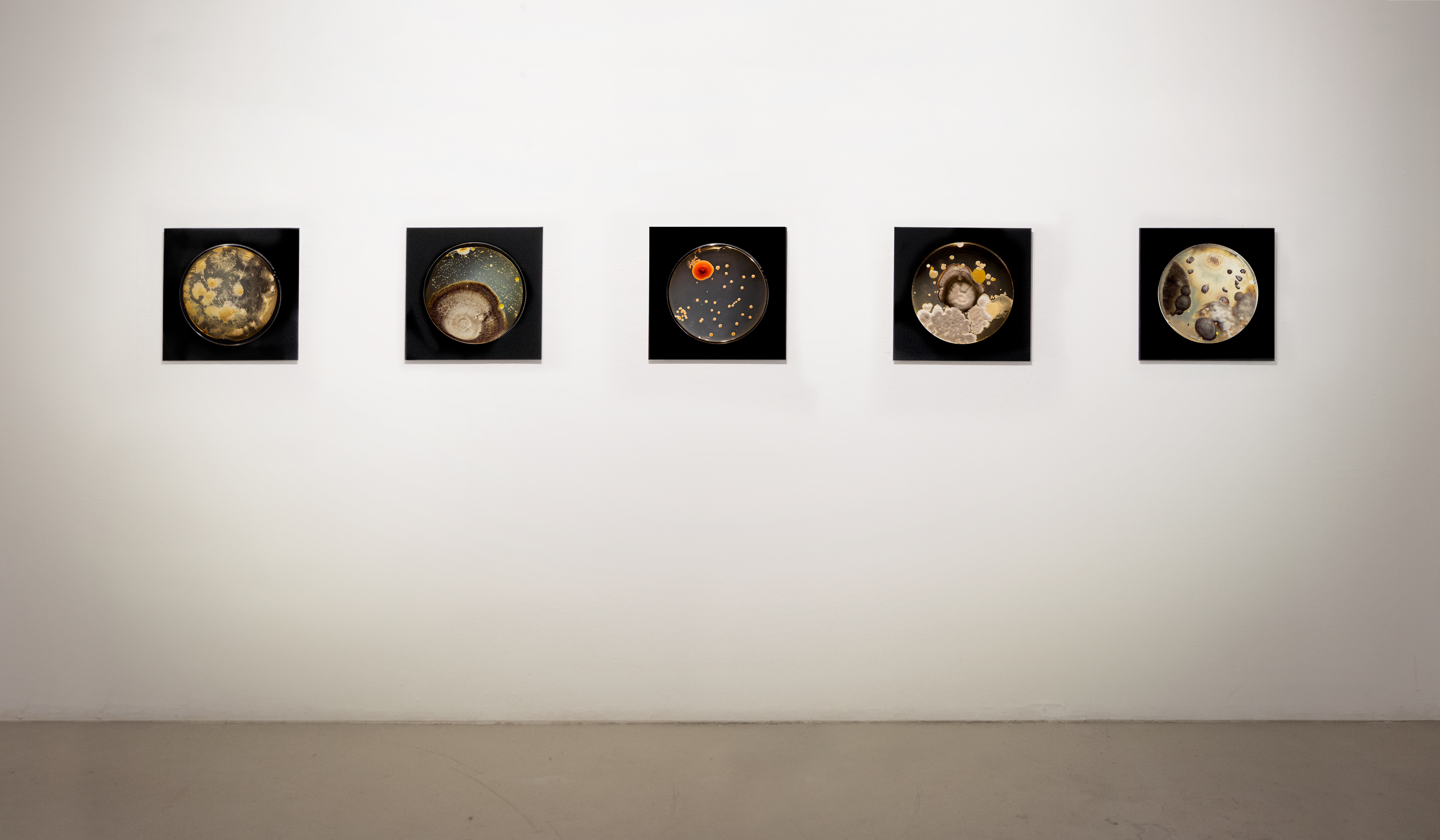 Bruna Mayer, Senses, arte contemporânea, artista, artist, visual artist, artista visual, fine art, artista plástica, kunst, arte, art