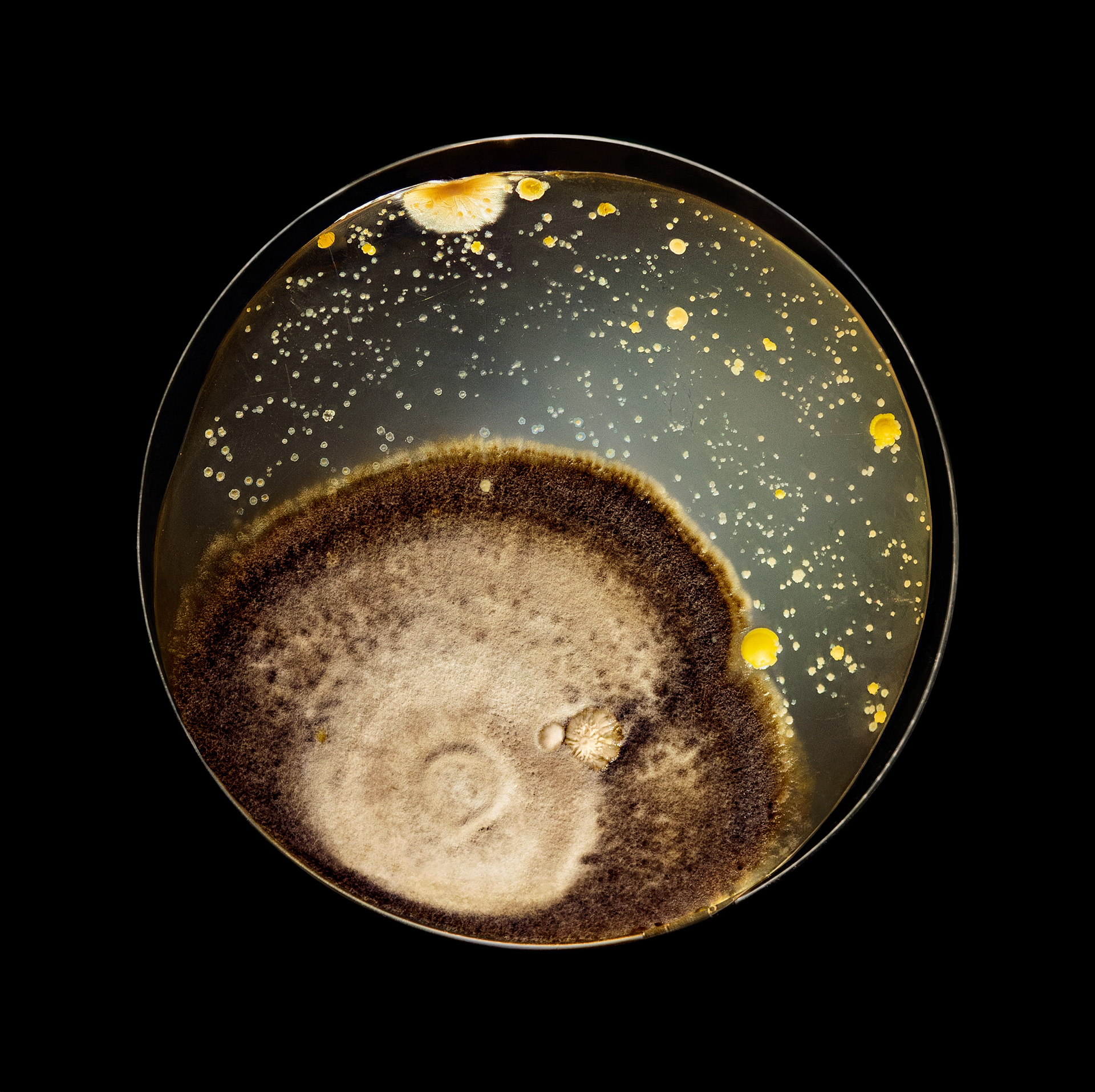 Bruna Mayer, Senses, arte contemporânea, artista, artist, visual artist, artista visual, fine art, artista plástica, kunst, arte, art, bacteria, fungi, micro-organismos, bio-art, Kunst