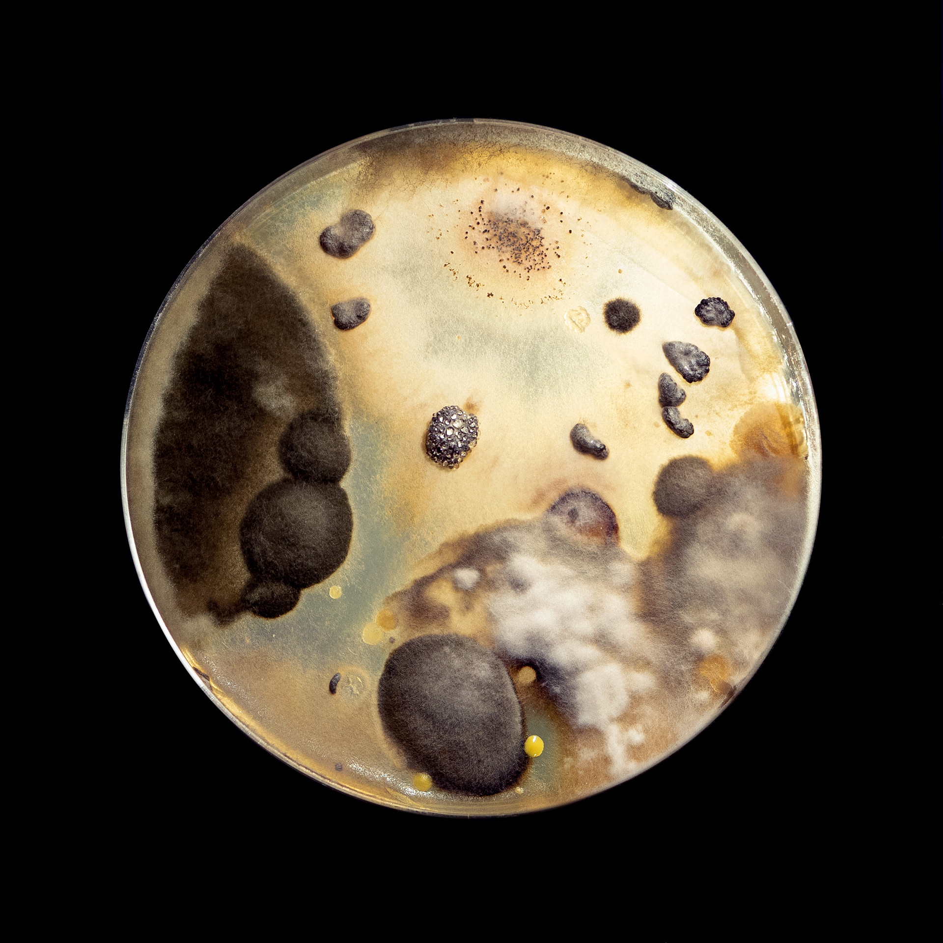 Bruna Mayer, Senses, arte contemporânea, artista, artist, visual artist, artista visual, fine art, artista plástica, kunst, arte, art, bacteria, fungi, micro-organismos, bio-art, Kunst