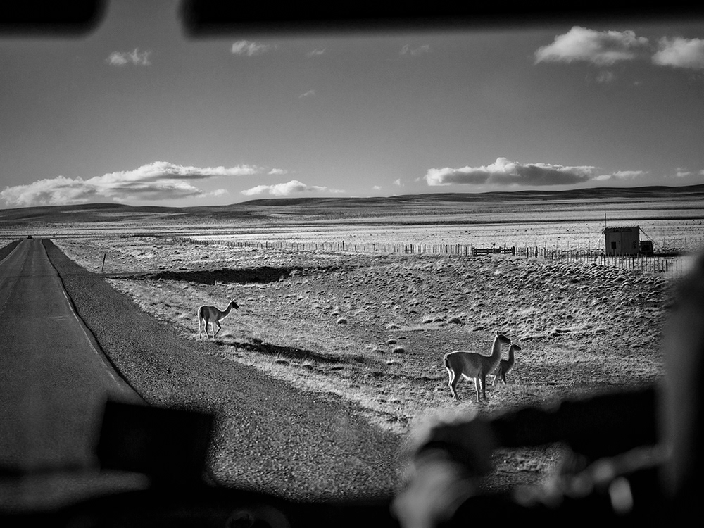 Guanacos