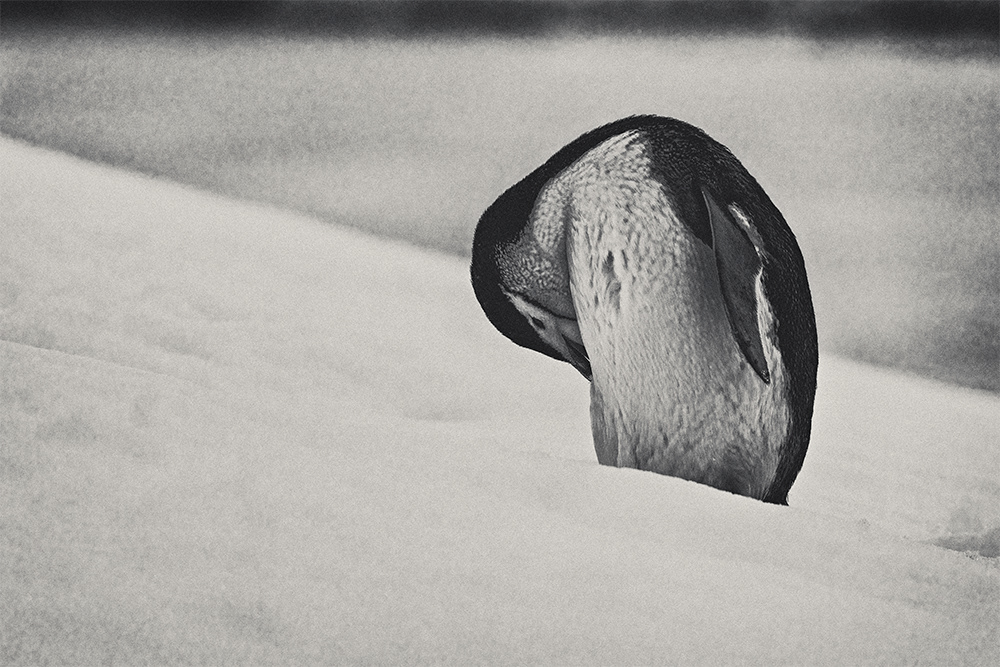 Solitary in the Snow