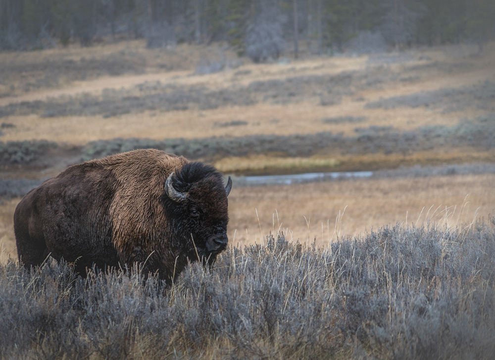 Yellowstone Bison