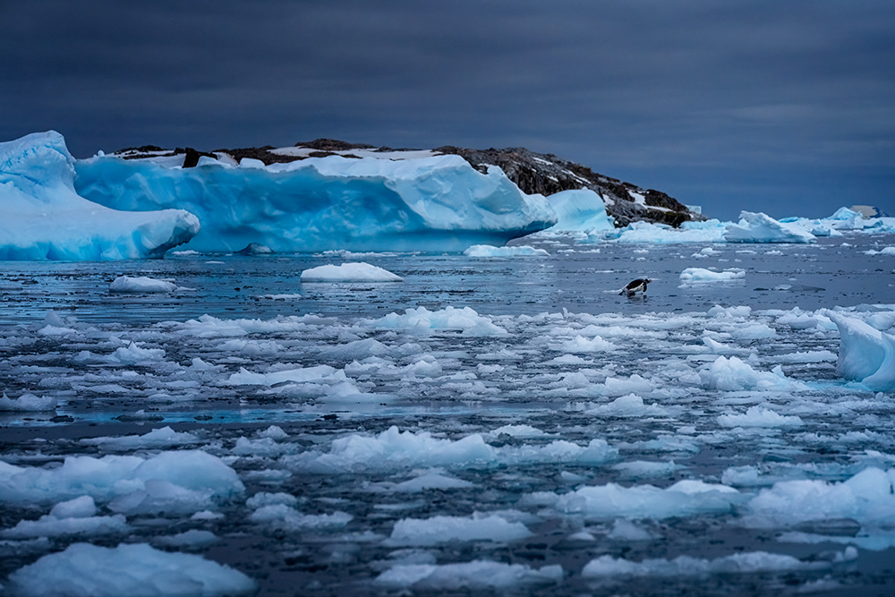 Amidst the Floe