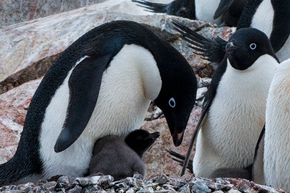 Mother and Chick