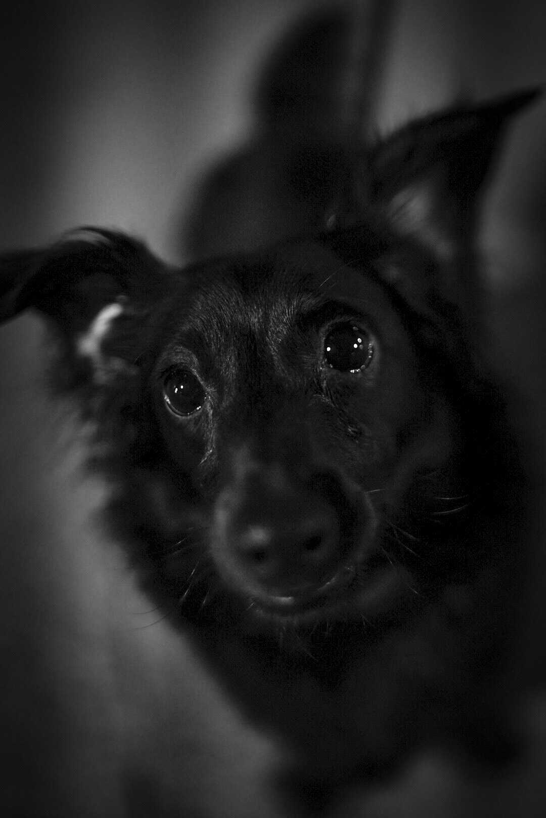 Photo of a Schipperke in Chicago by Sam Casey