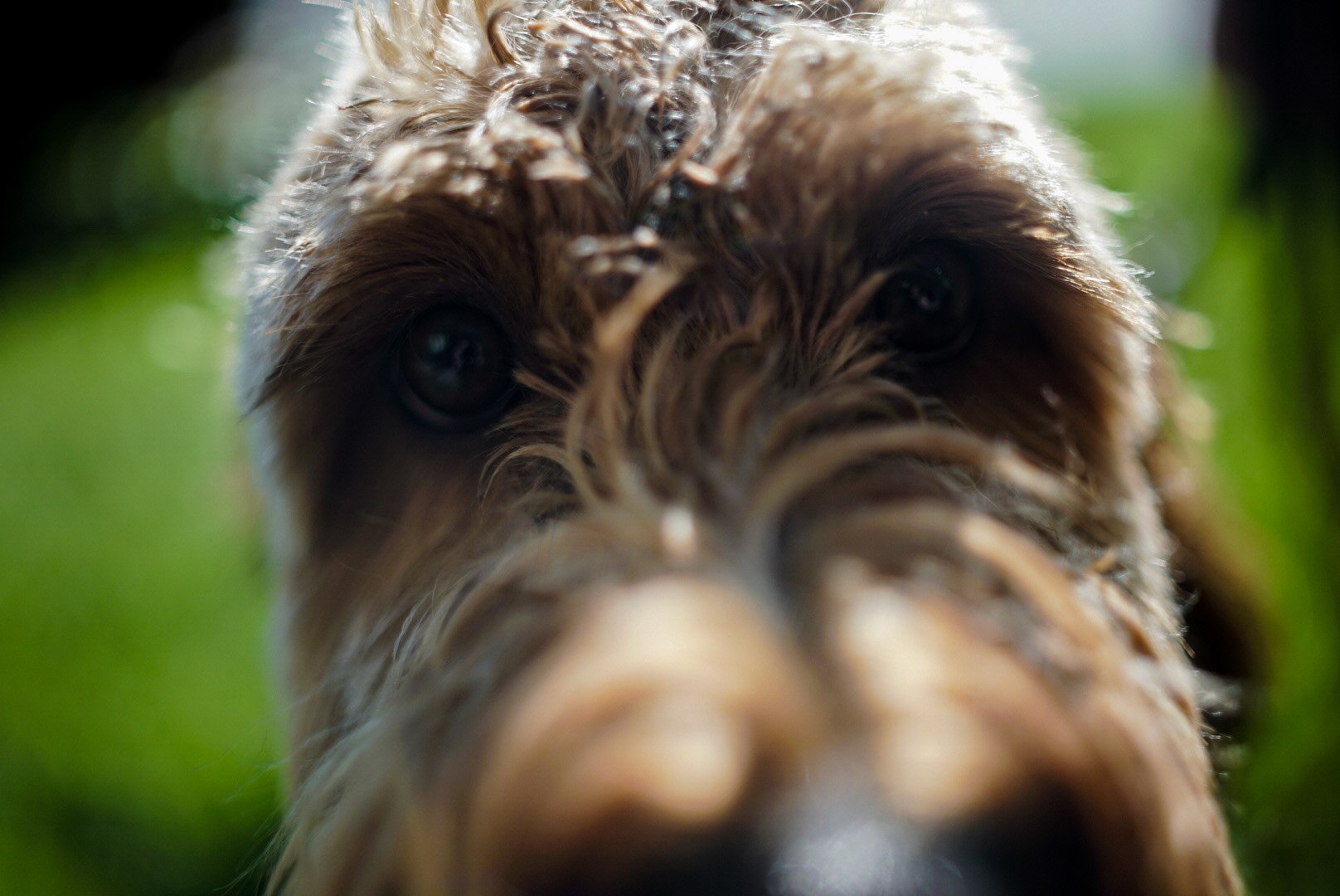 Photo of a terrier in Chicago by Sam Casey