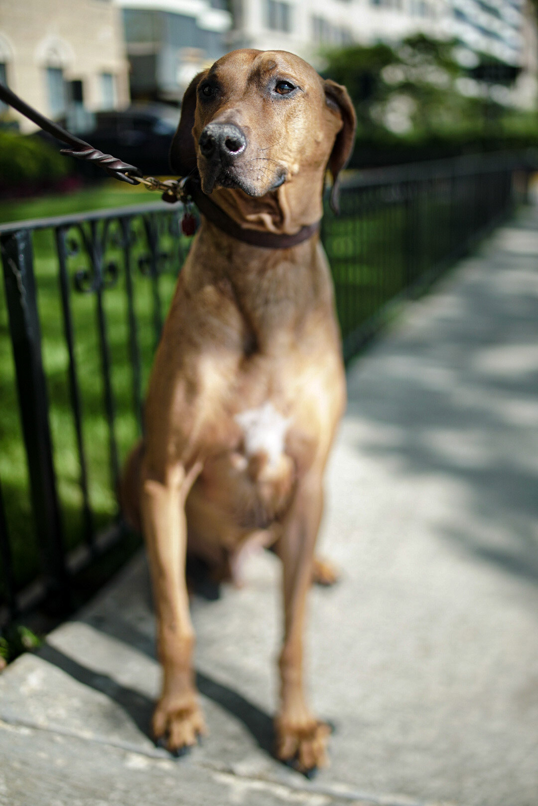 Photo of a Great Dane on a leash at the Lake Shore Drive sidewalk in Chicago by Sam Casey