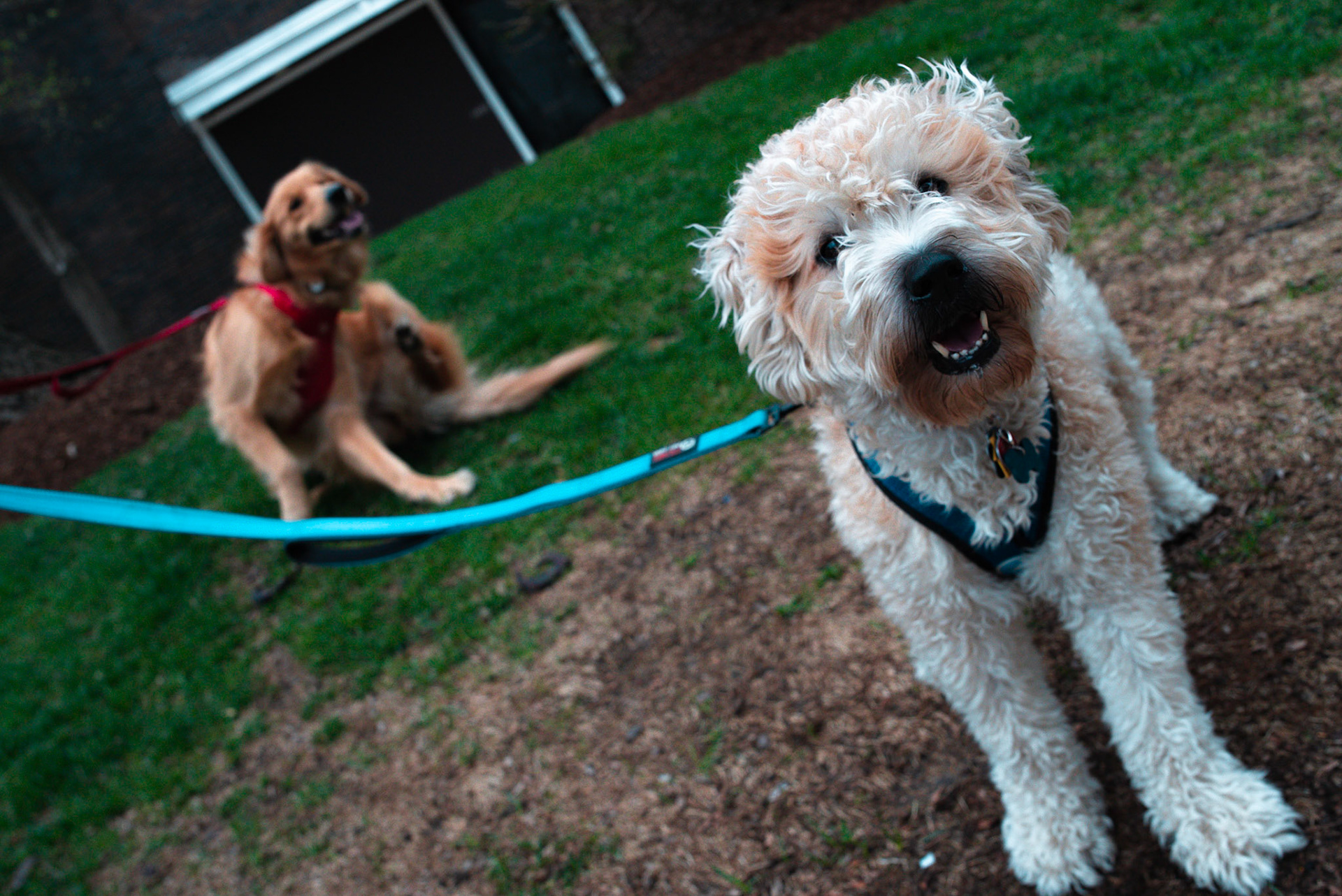 Photo of two dogs on leashes, a West highland terrier in the foreground sitting, a golden retriever in the background scratching the back of its ear with its hind leg by Sam Casey