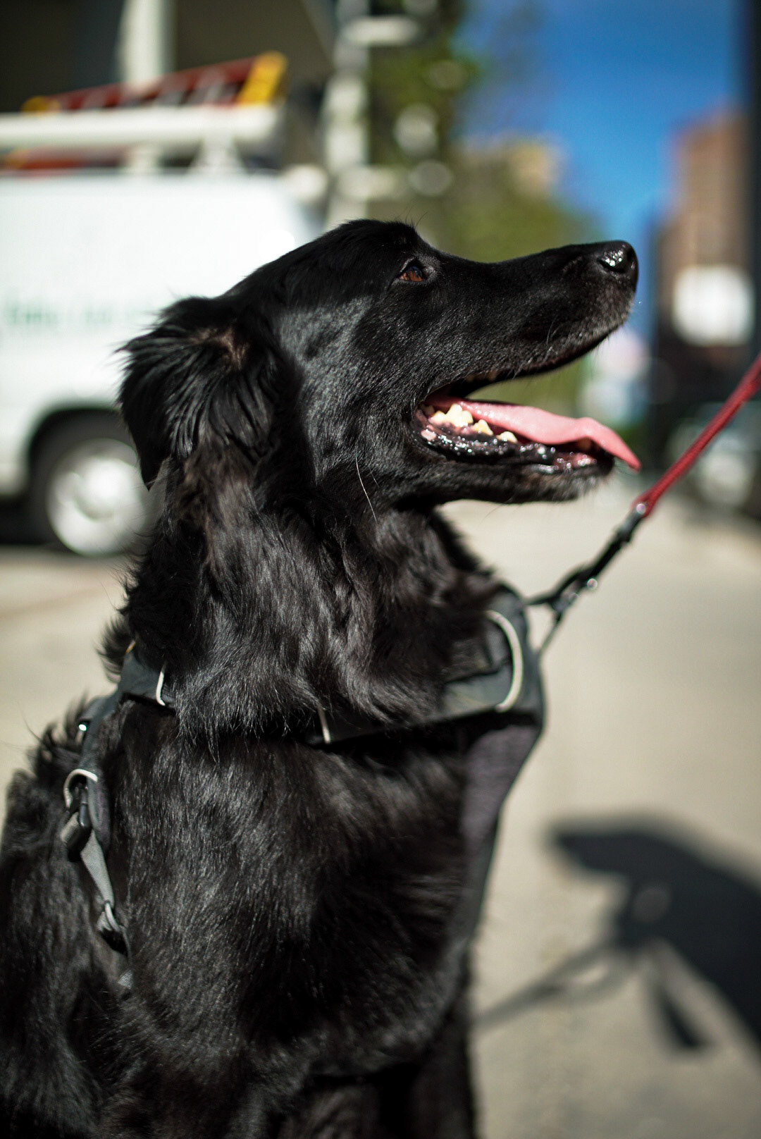 Photo of a flat-coated retriever in Chicago by Sam Casey