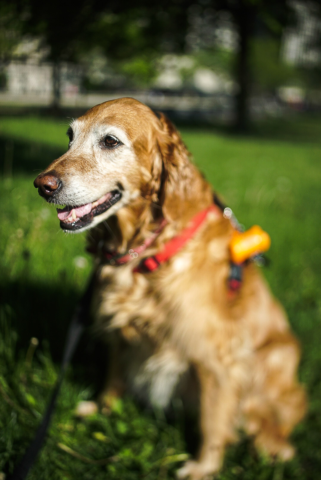Photo of a golden retriever by Sam Casey