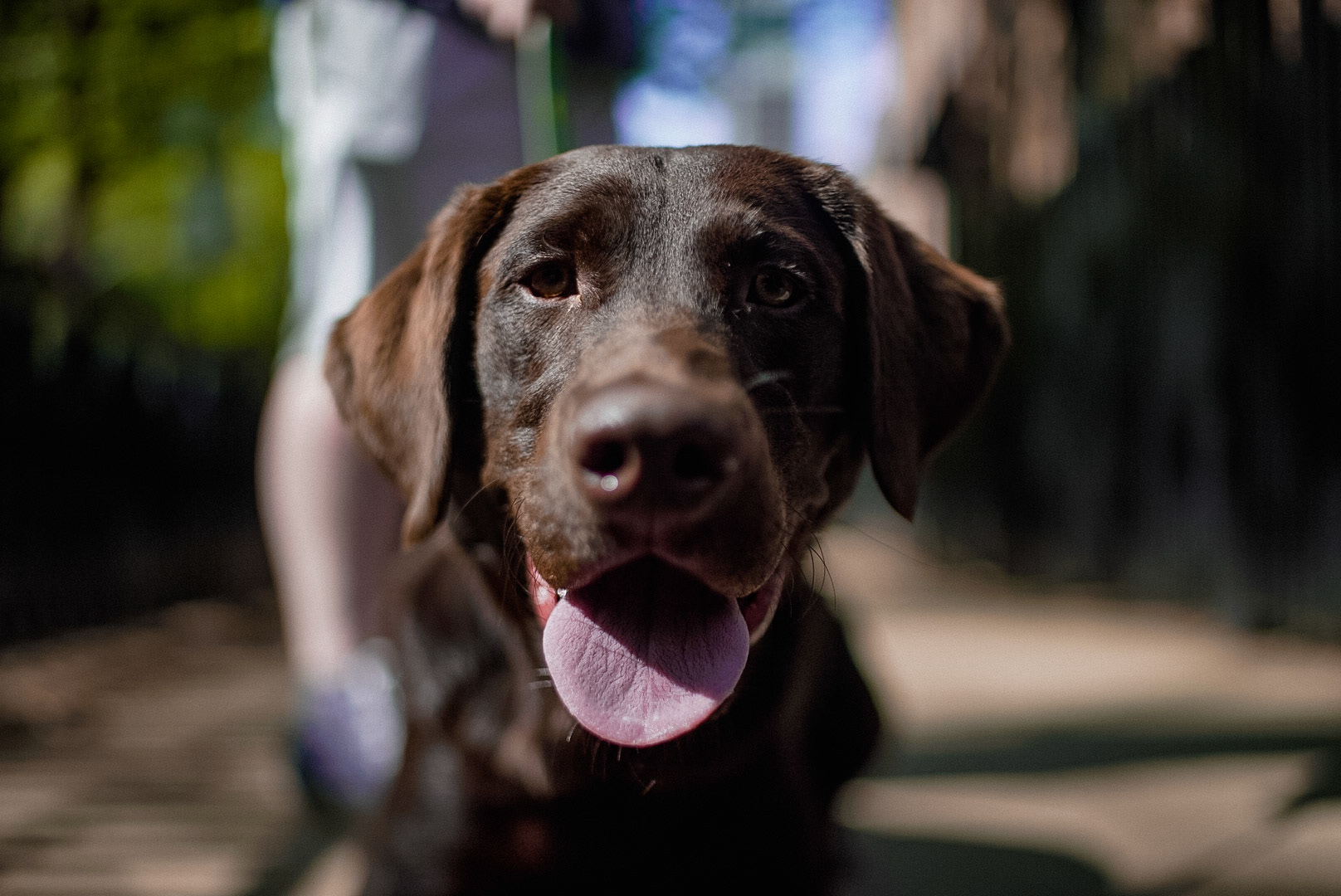 Photo of a Chocolate Labrador Retriever in Chicago by Sam Casey