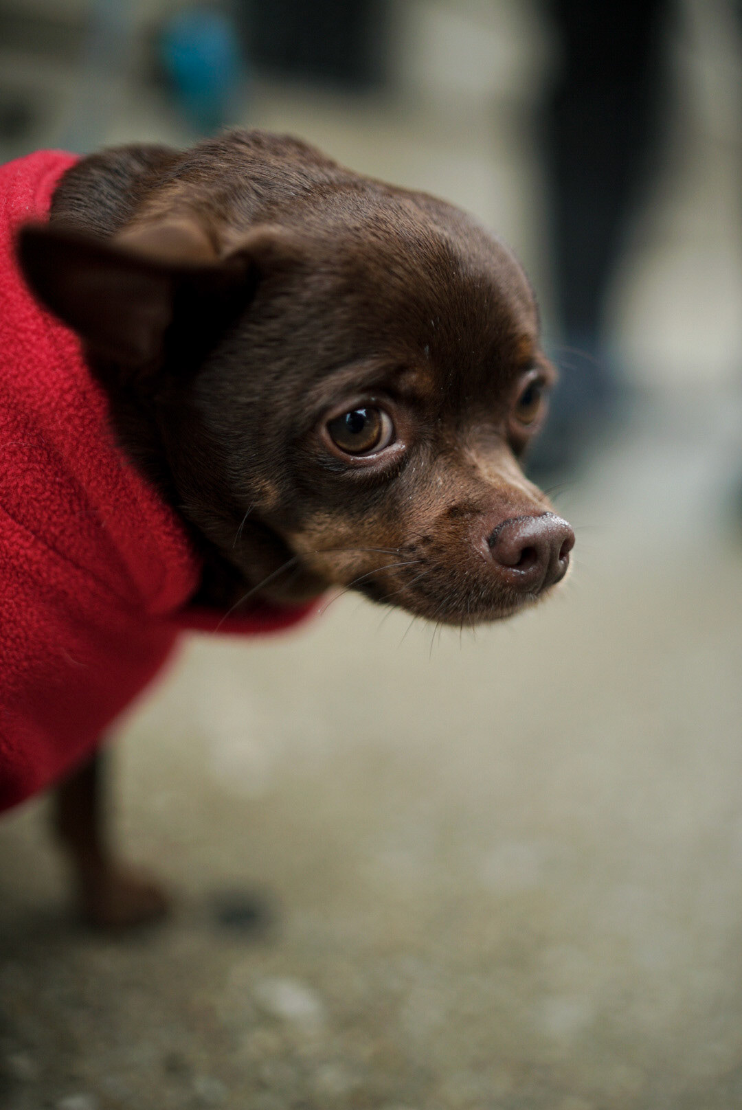 Photo of a brown Chihuahua wearing a red sweater by Sam Casey