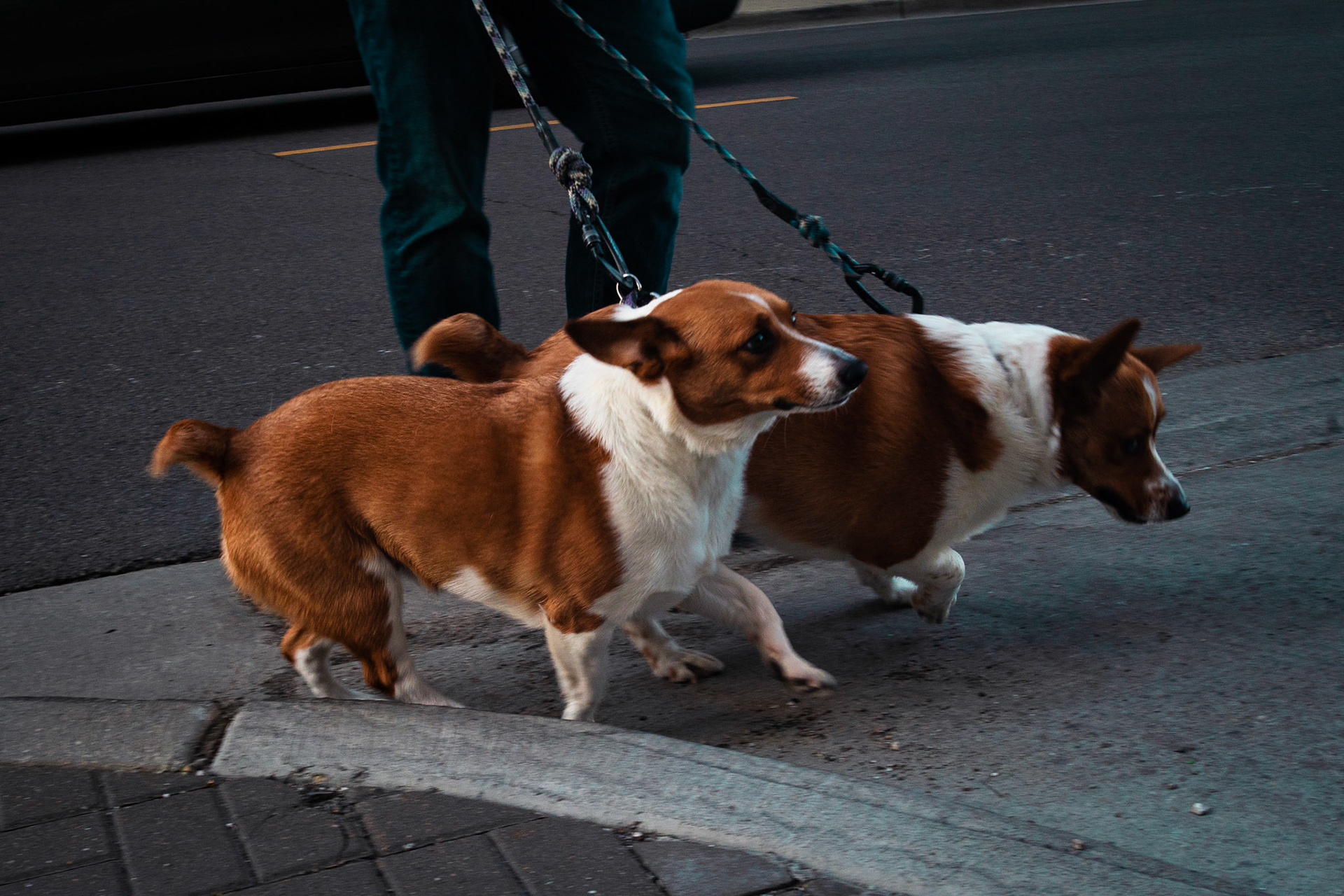 "The Running of the Doggos," two running Corgis on leashes on a sidewalk on Schiller Street in Chicago by Sam Casey