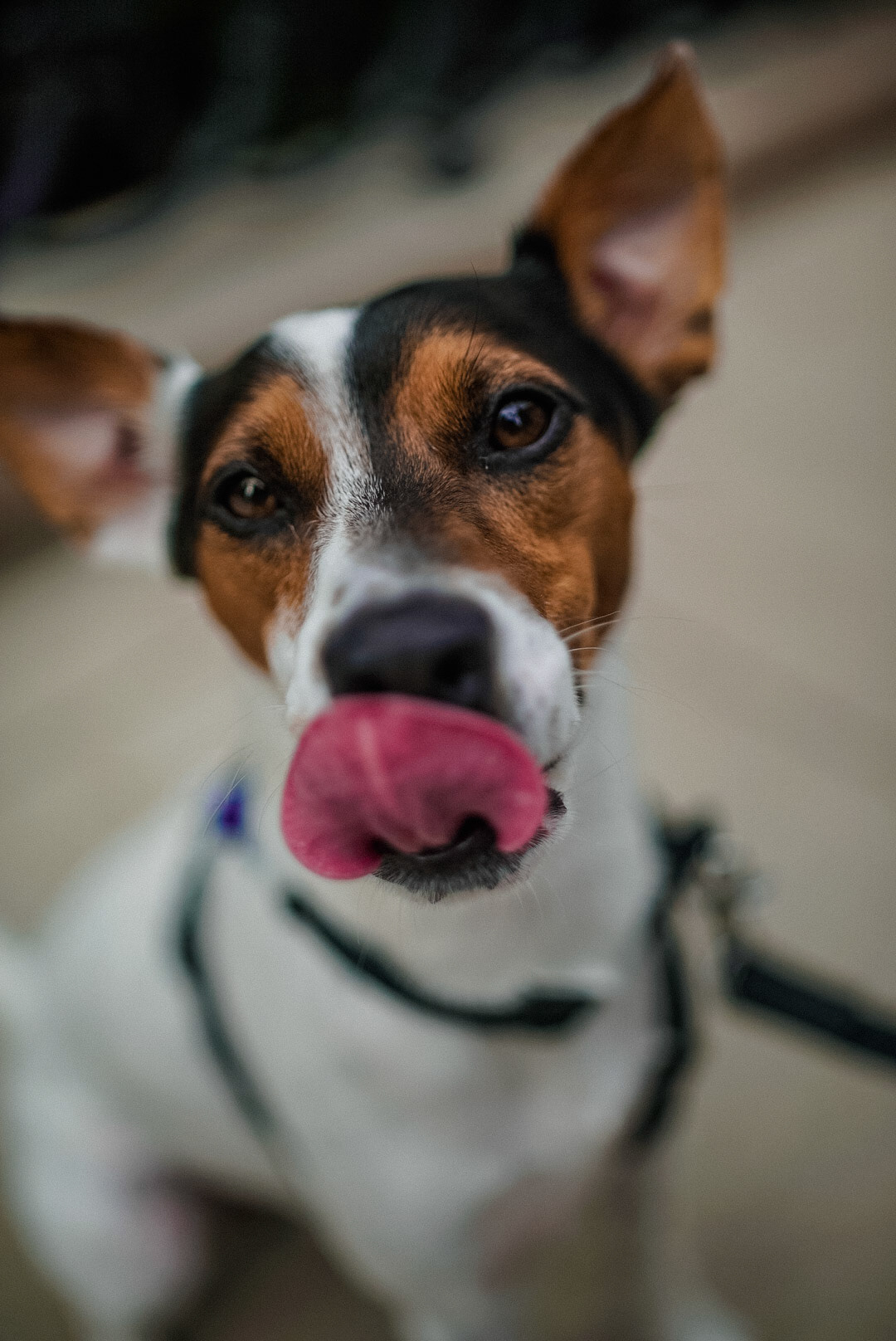 Photo of a Jack Russell Terrier licking its nose by Sam Casey