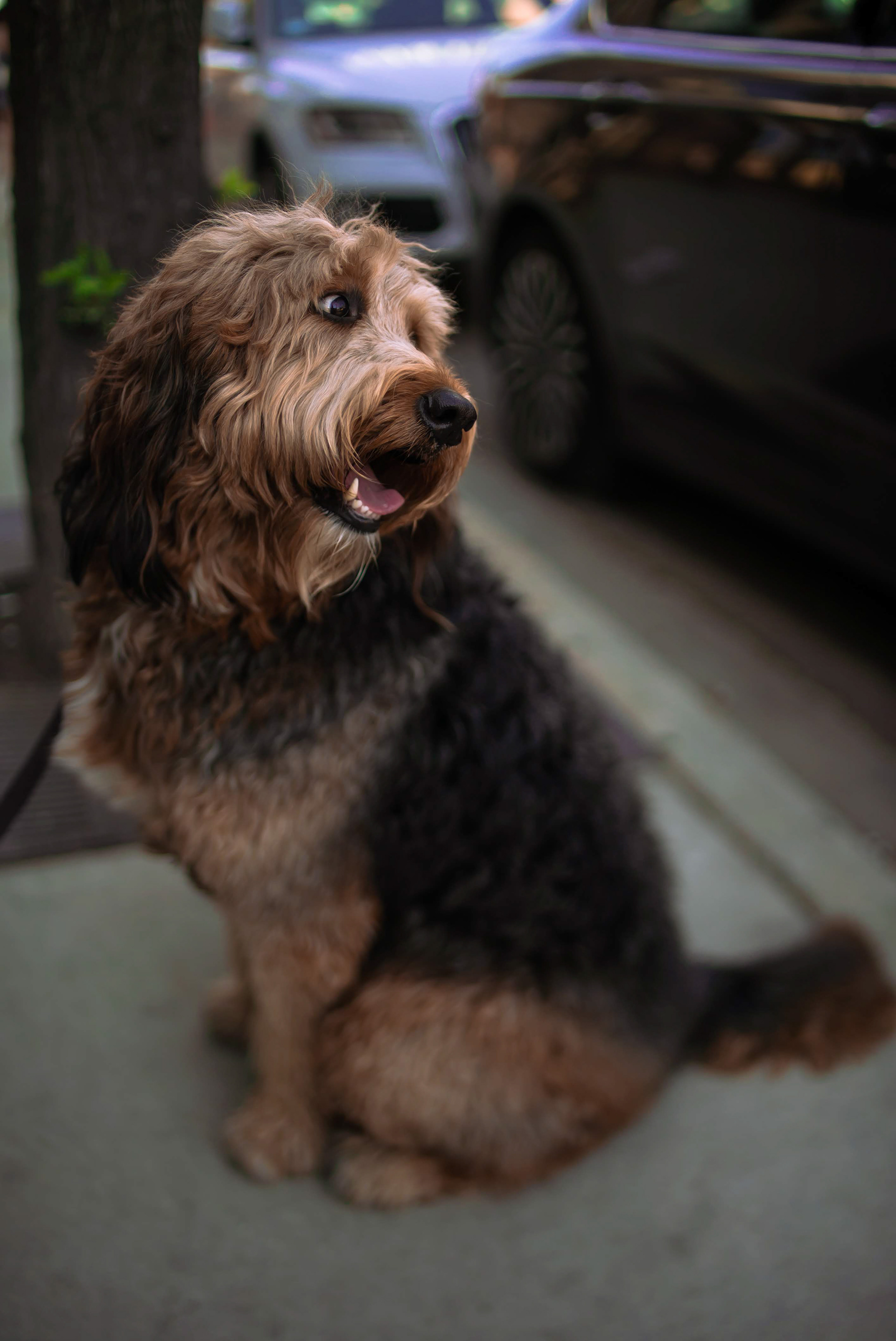 Photo of a Briard dog by Sam Casey