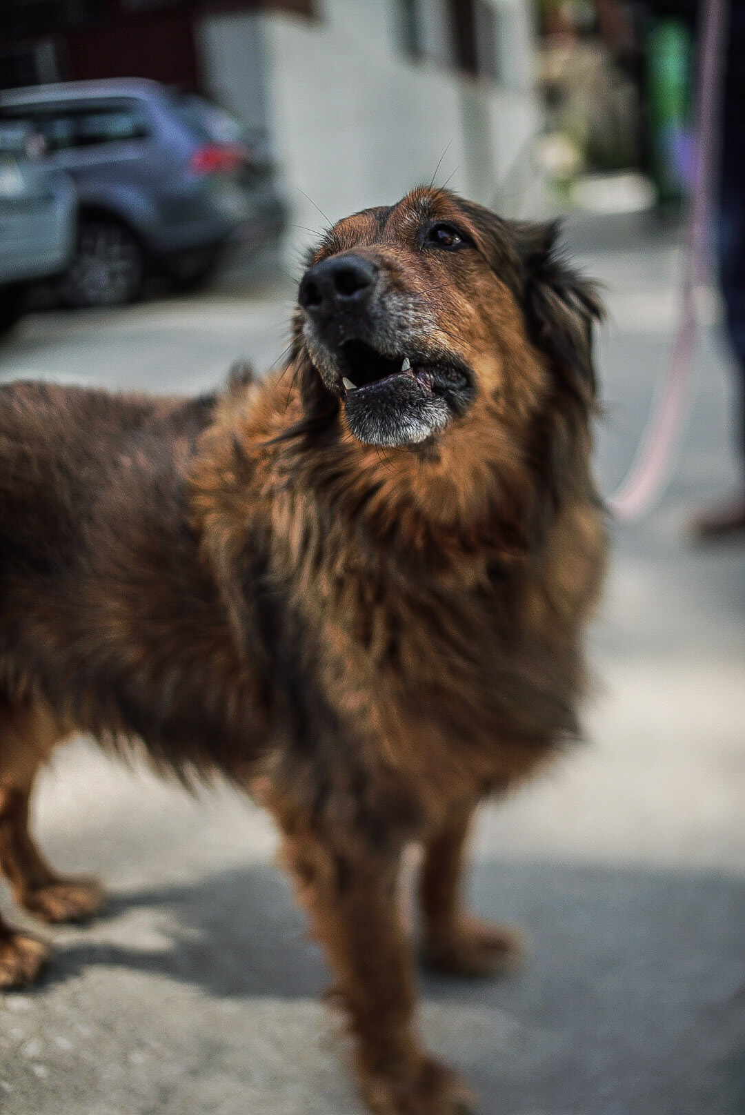 Photo of an aging German shepherd by Sam Casey